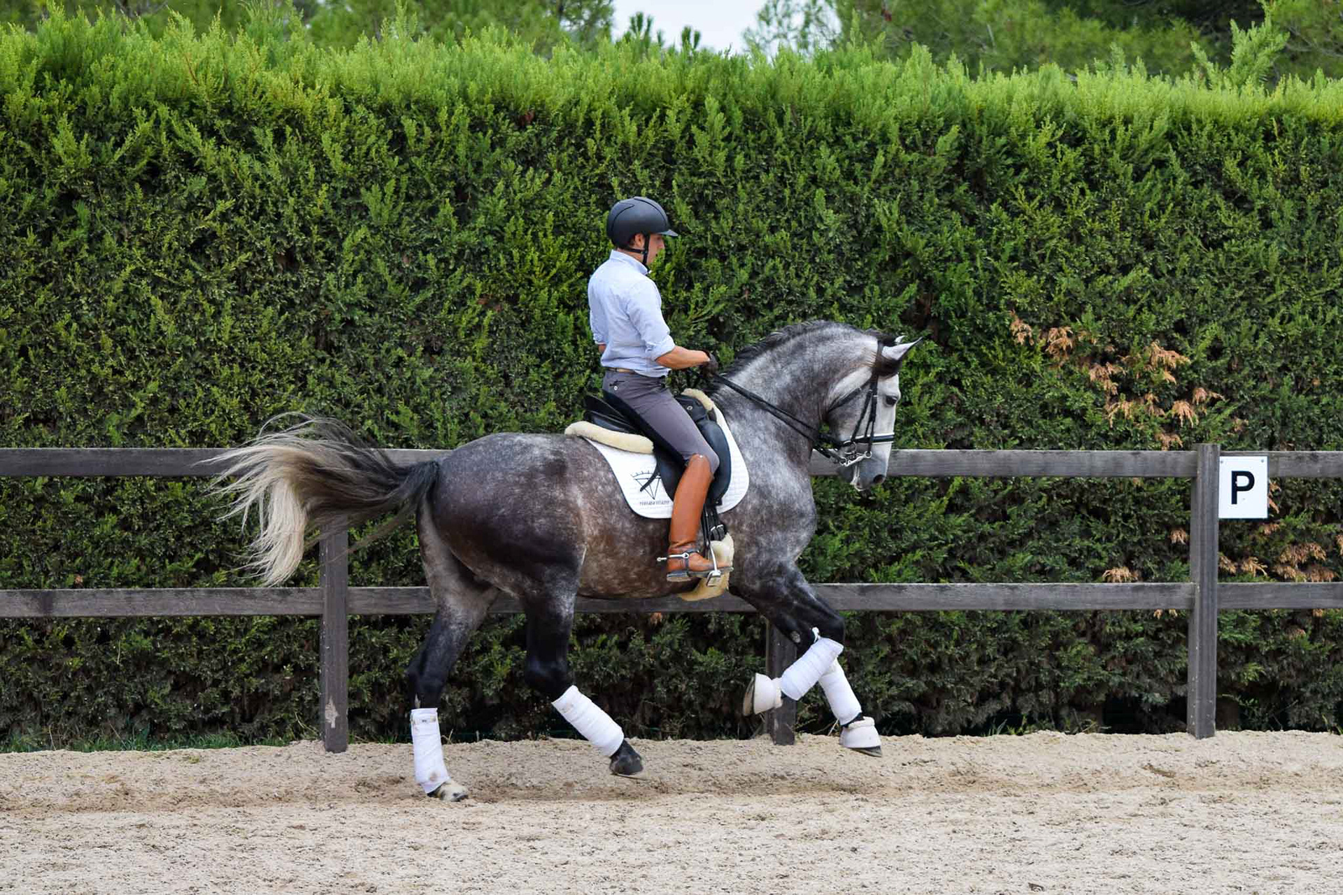 PRE Andalusian Stallion Ambicioso VG. Photo © CavalReal