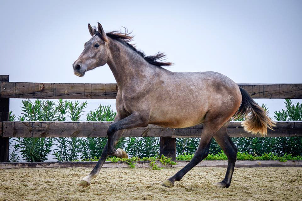 Calypso Real 2 years / años