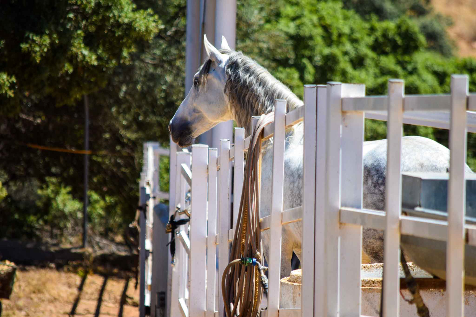 New Dressage Center in Andalusia