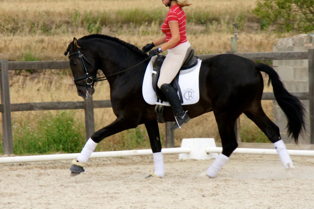 Black PRE Stallion, 3 years