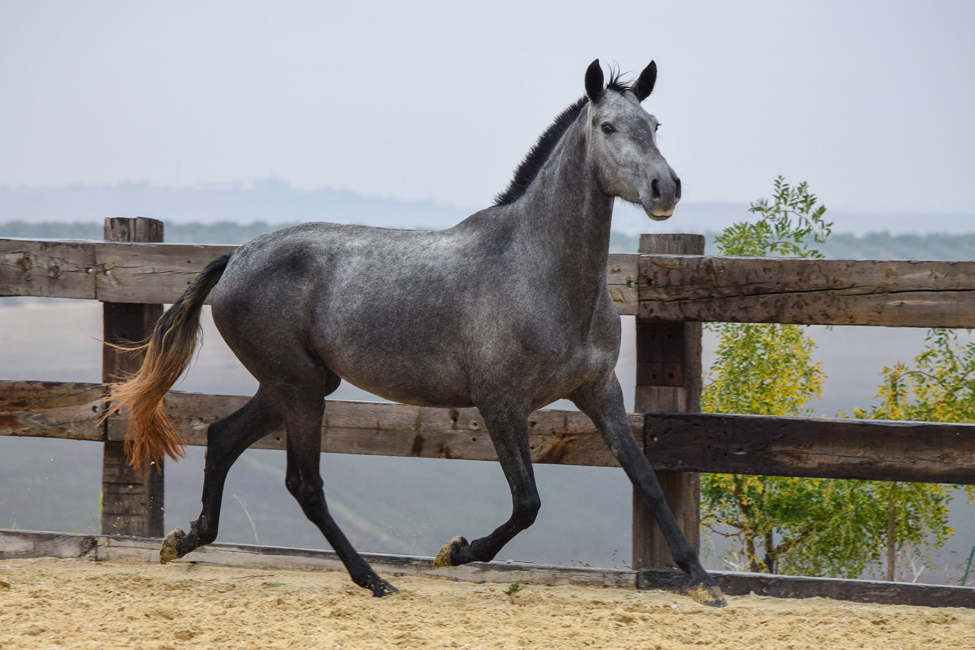 Bulgaria Real – PRE Andalusian mare, 2 years / años