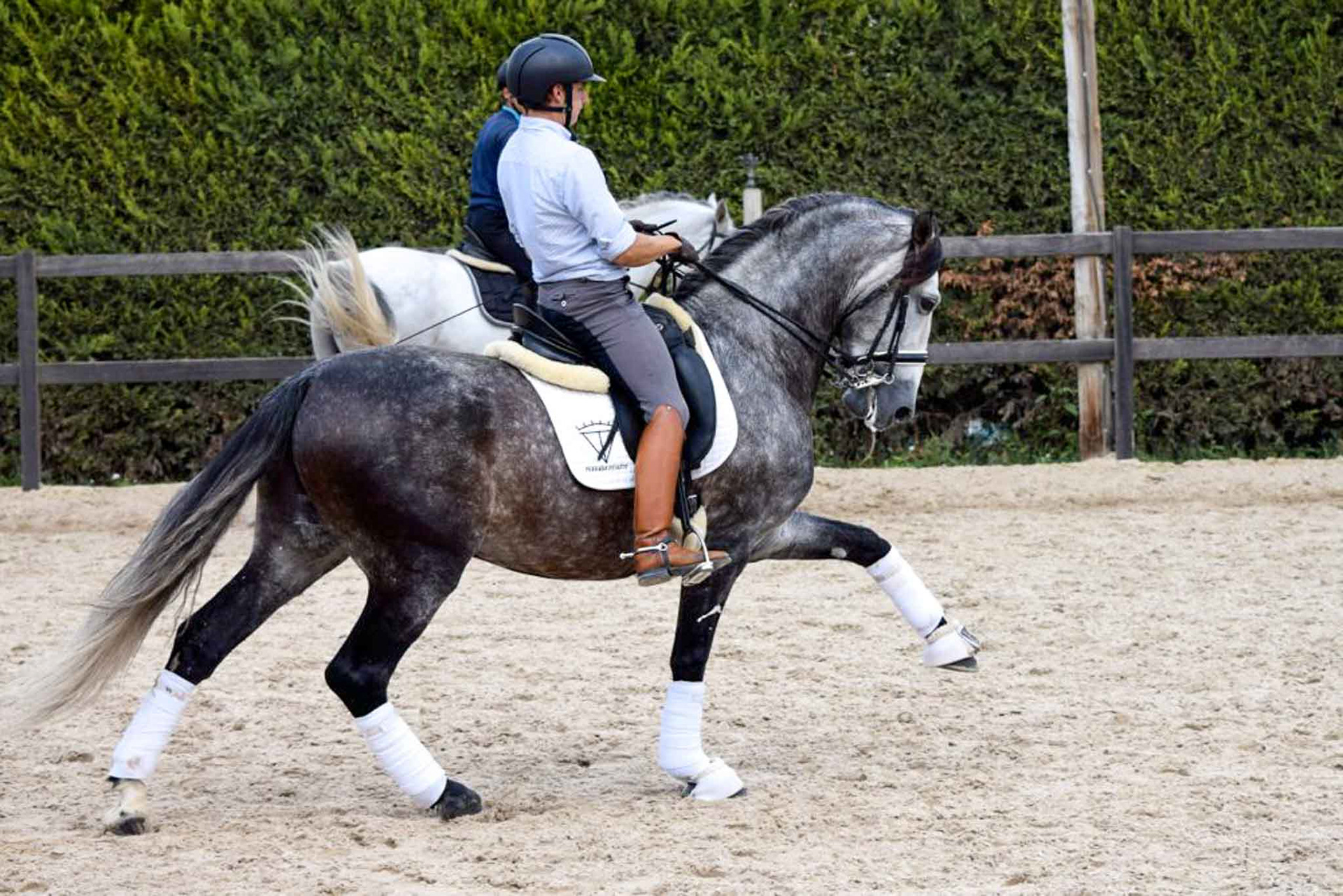 Extended Trot - PRE Andalusian stallion Ambicioso VG, 7 years. Photo © CavalReal