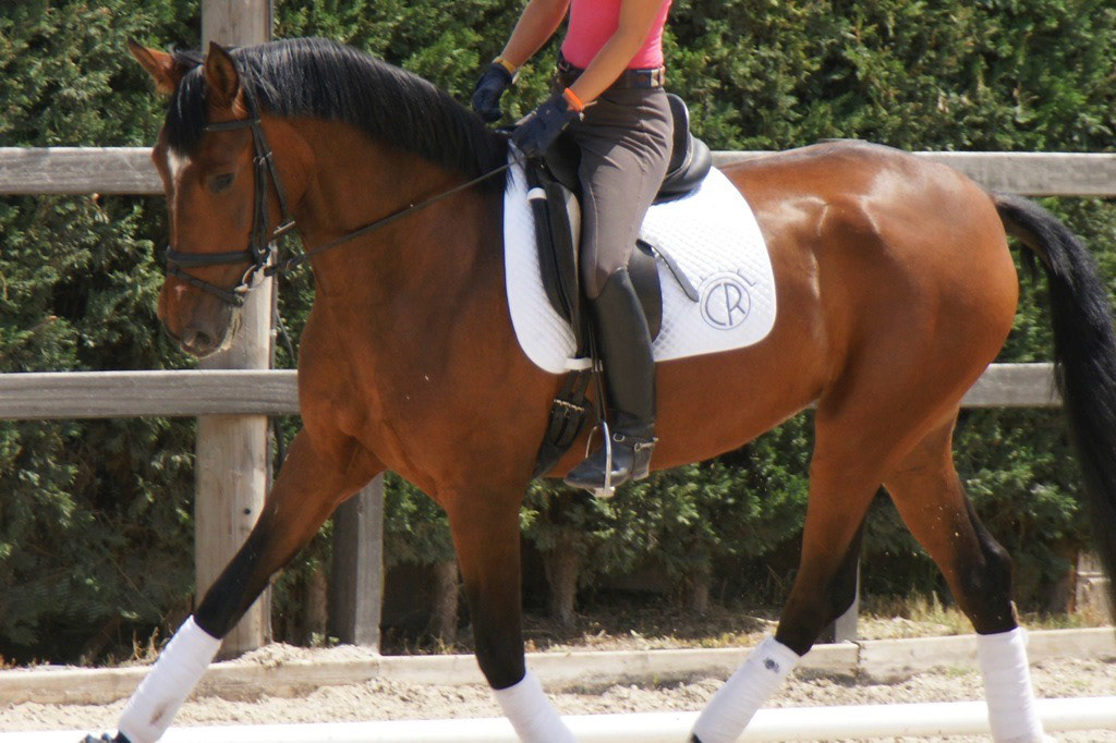 PRE Andalusian Dressage Horse