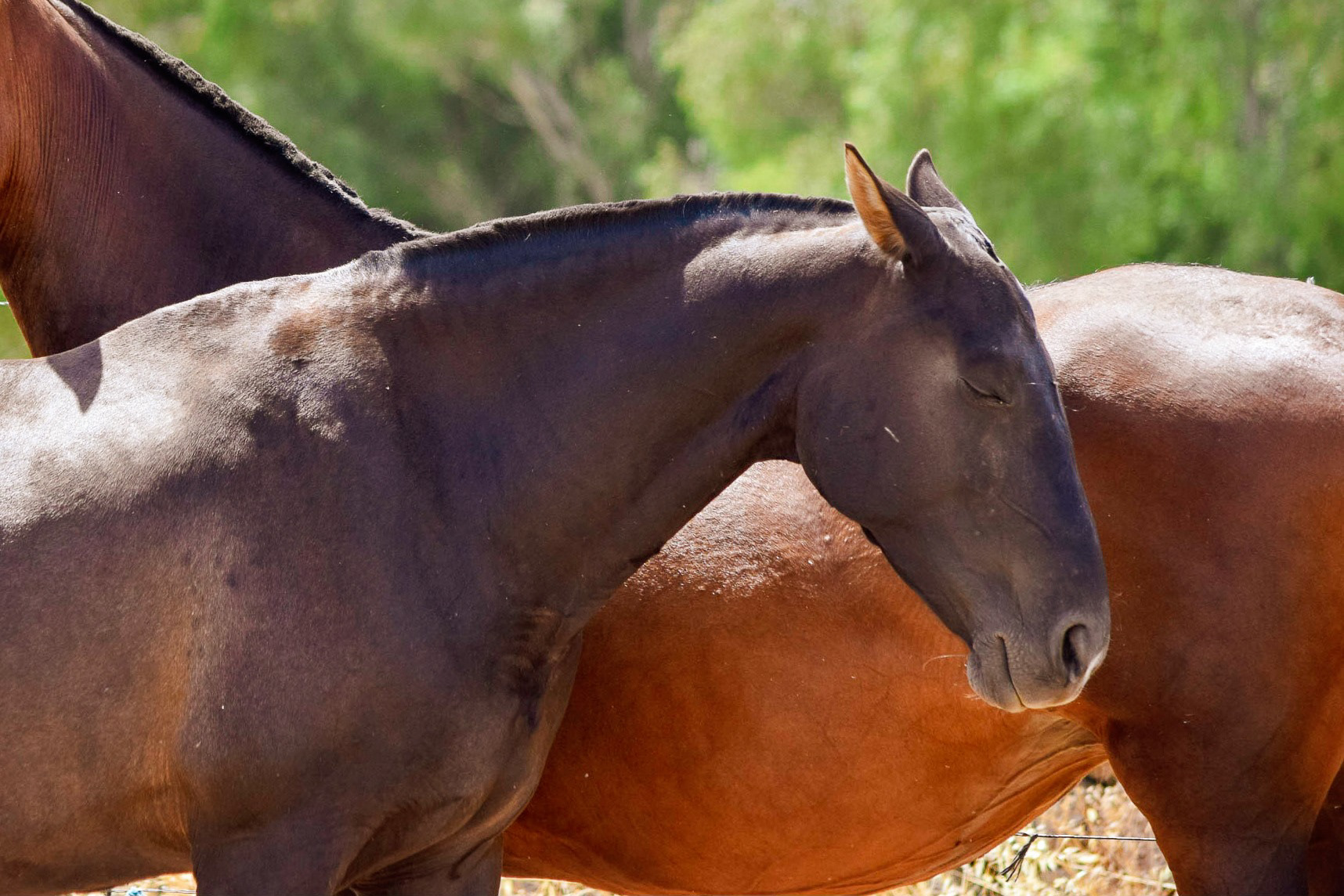 Inducida IV, CavalReal PRE Brood Mare. © CavalReal