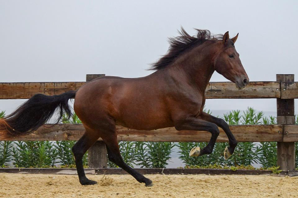 Bolero Real, 3 years / años
