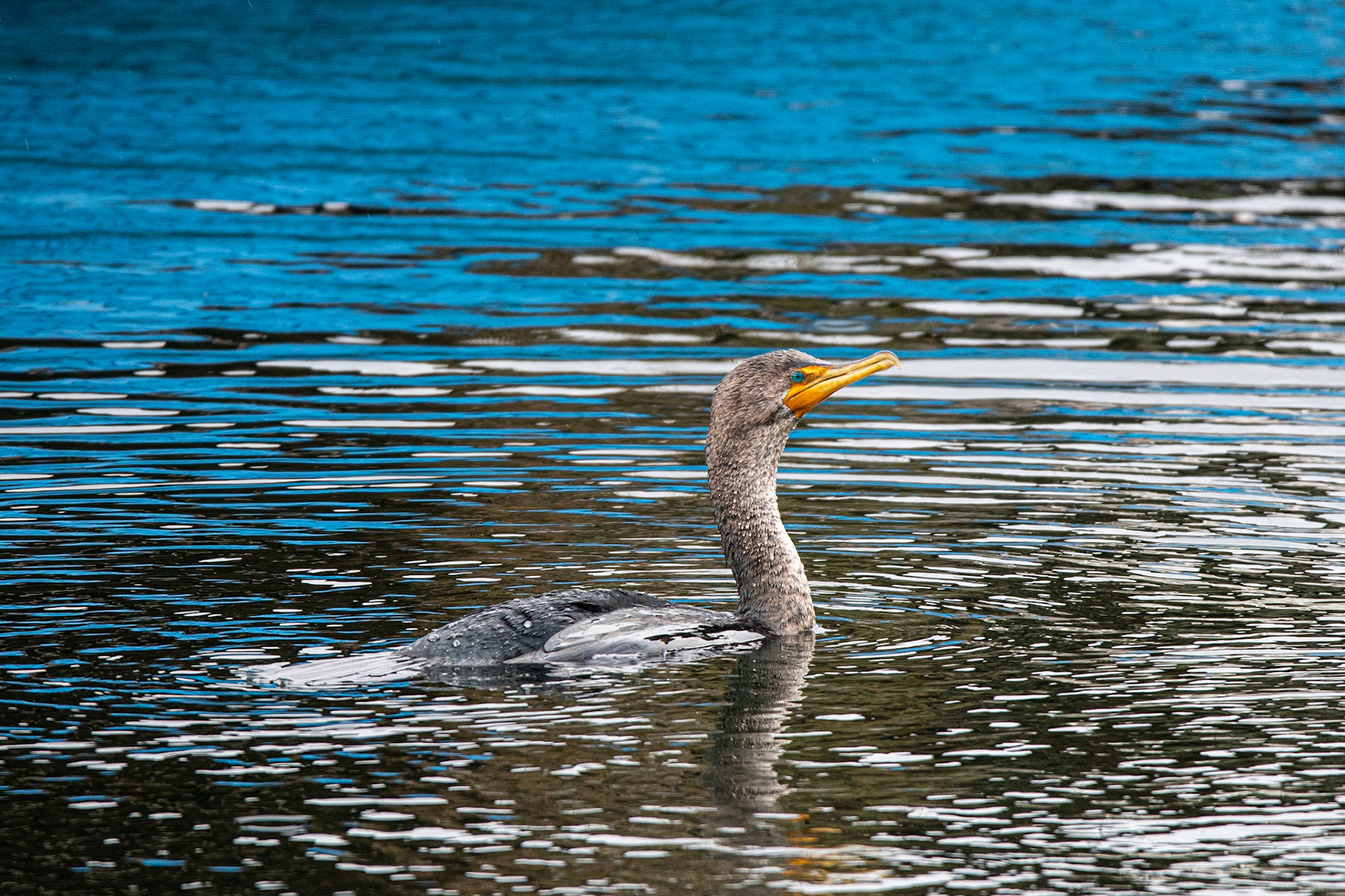 Cormorant - Seattle, WA