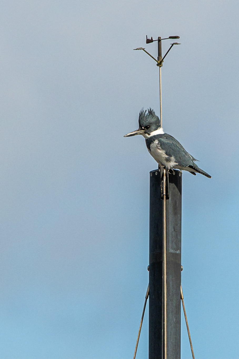 Belted Kingfisher - Seattle, WA