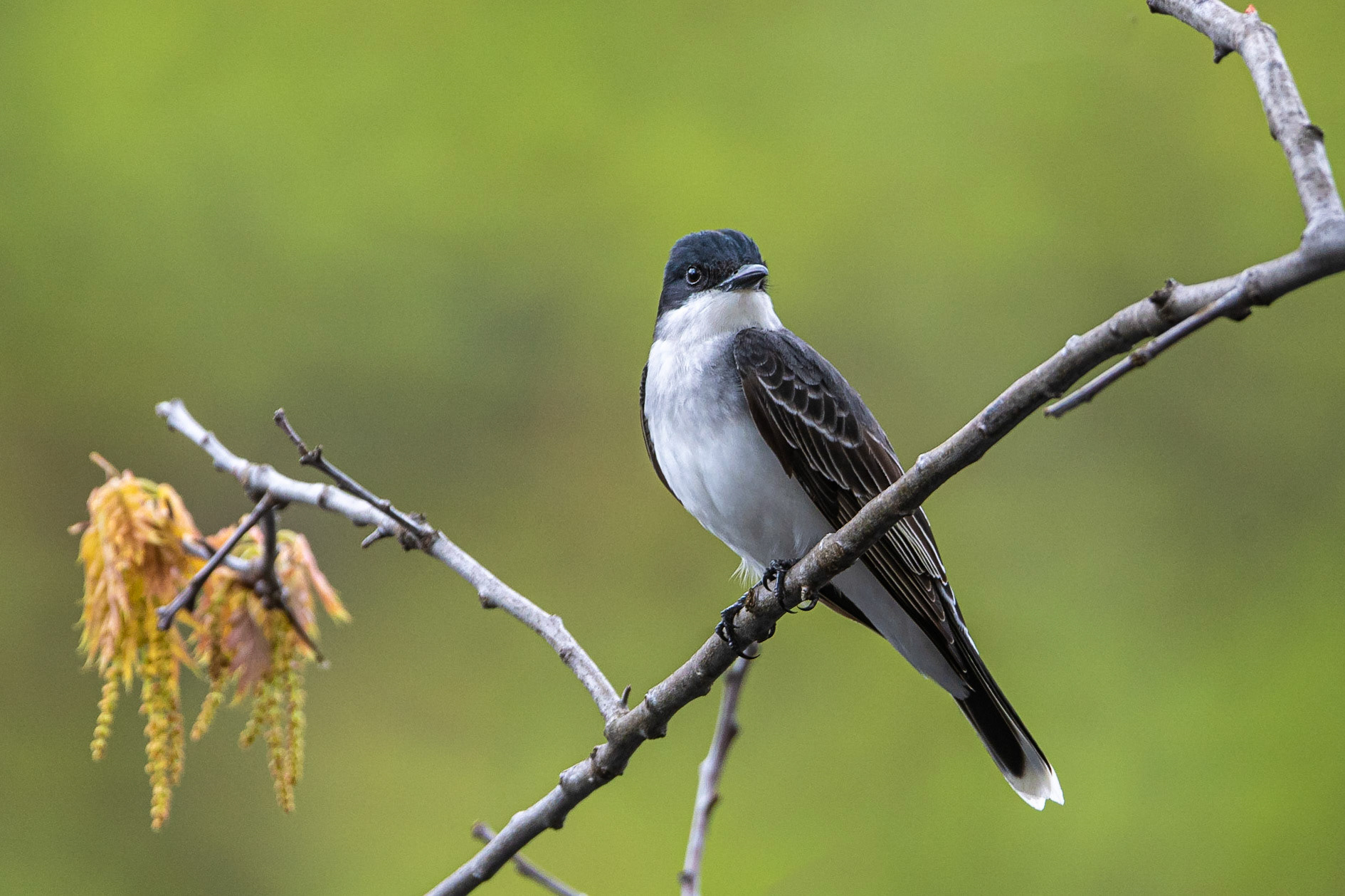 Eastern Kingbird - Goffstown, NH