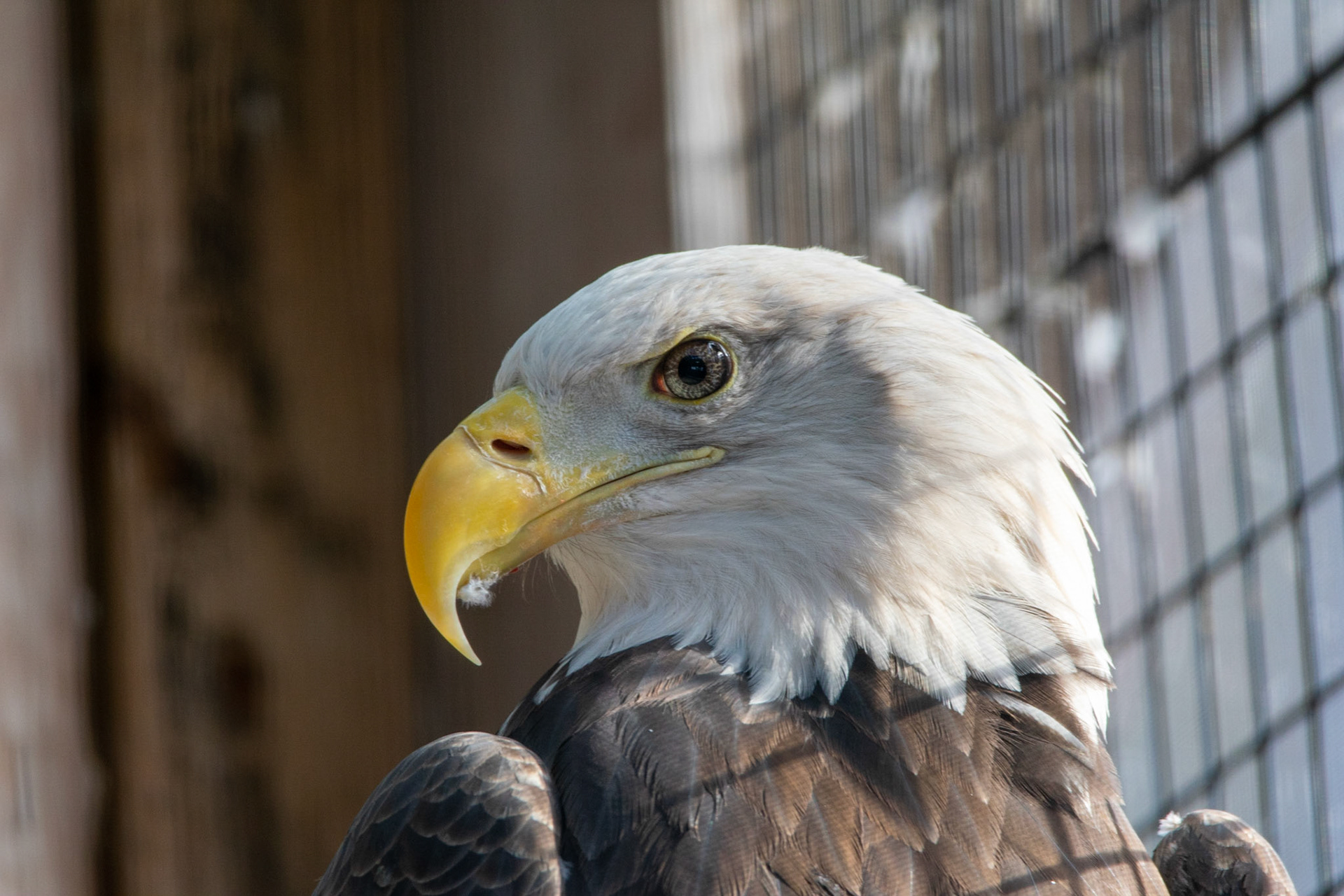 Bald Eagle - Concord, NH