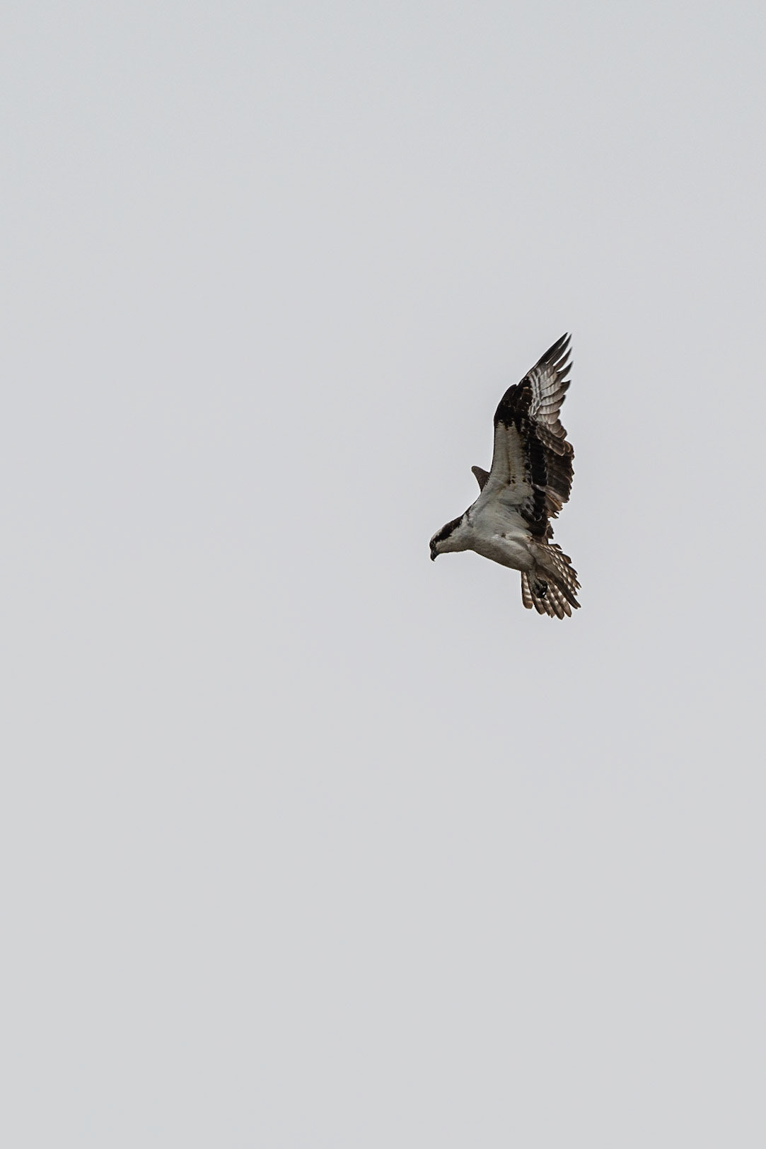 Osprey - Exeter, NH