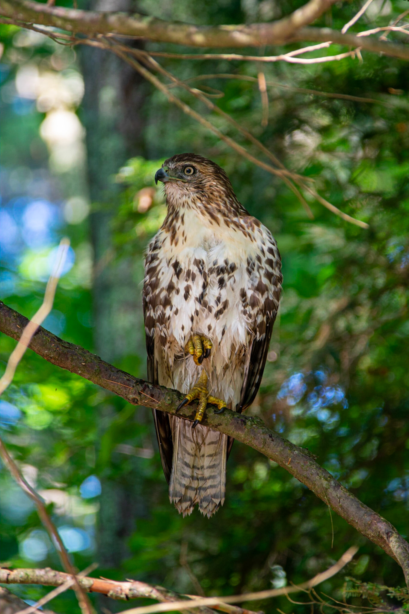Red Tailed Hawk - Nashua, NH