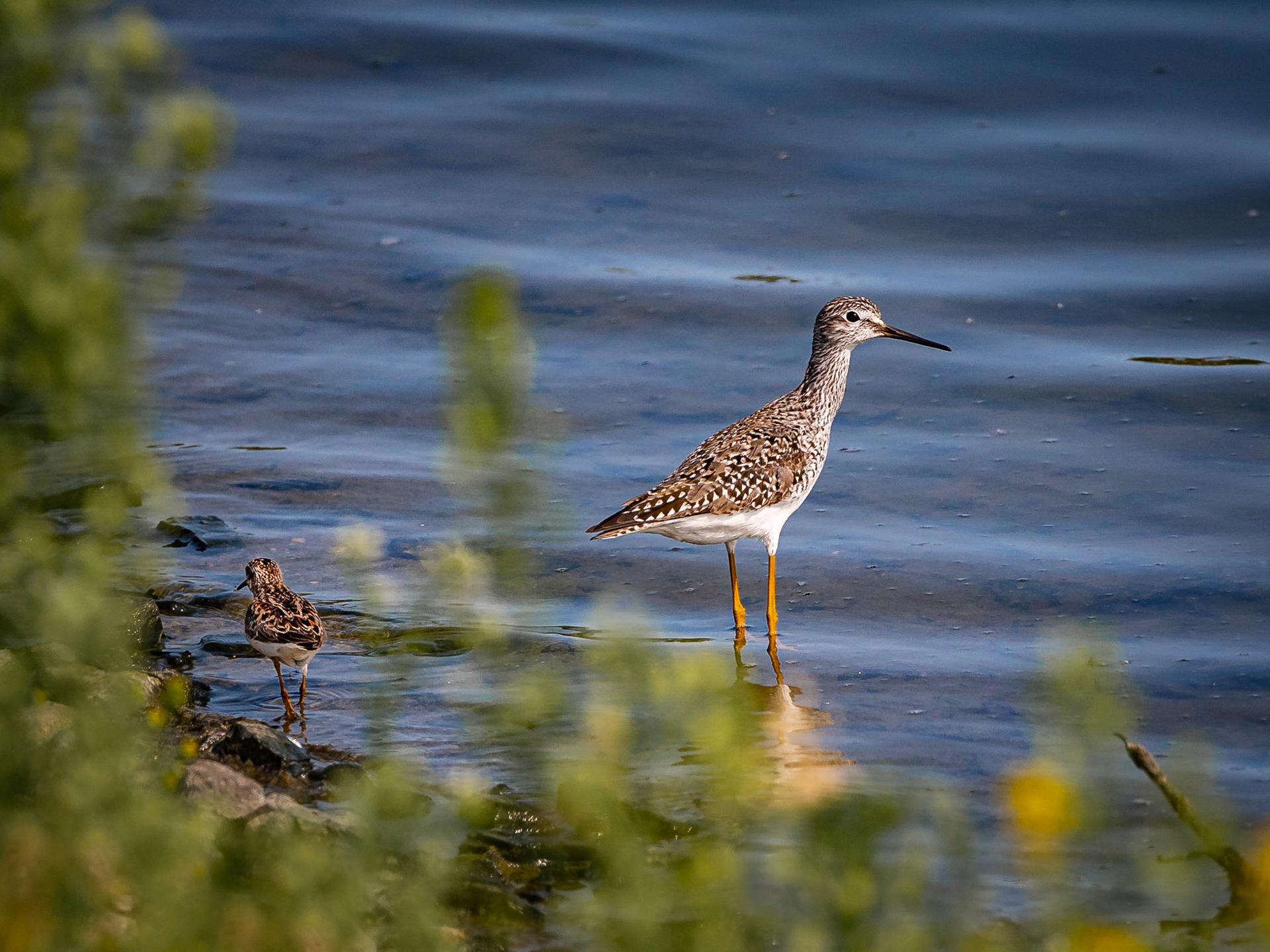 Yellowlegs - Exeter, NH