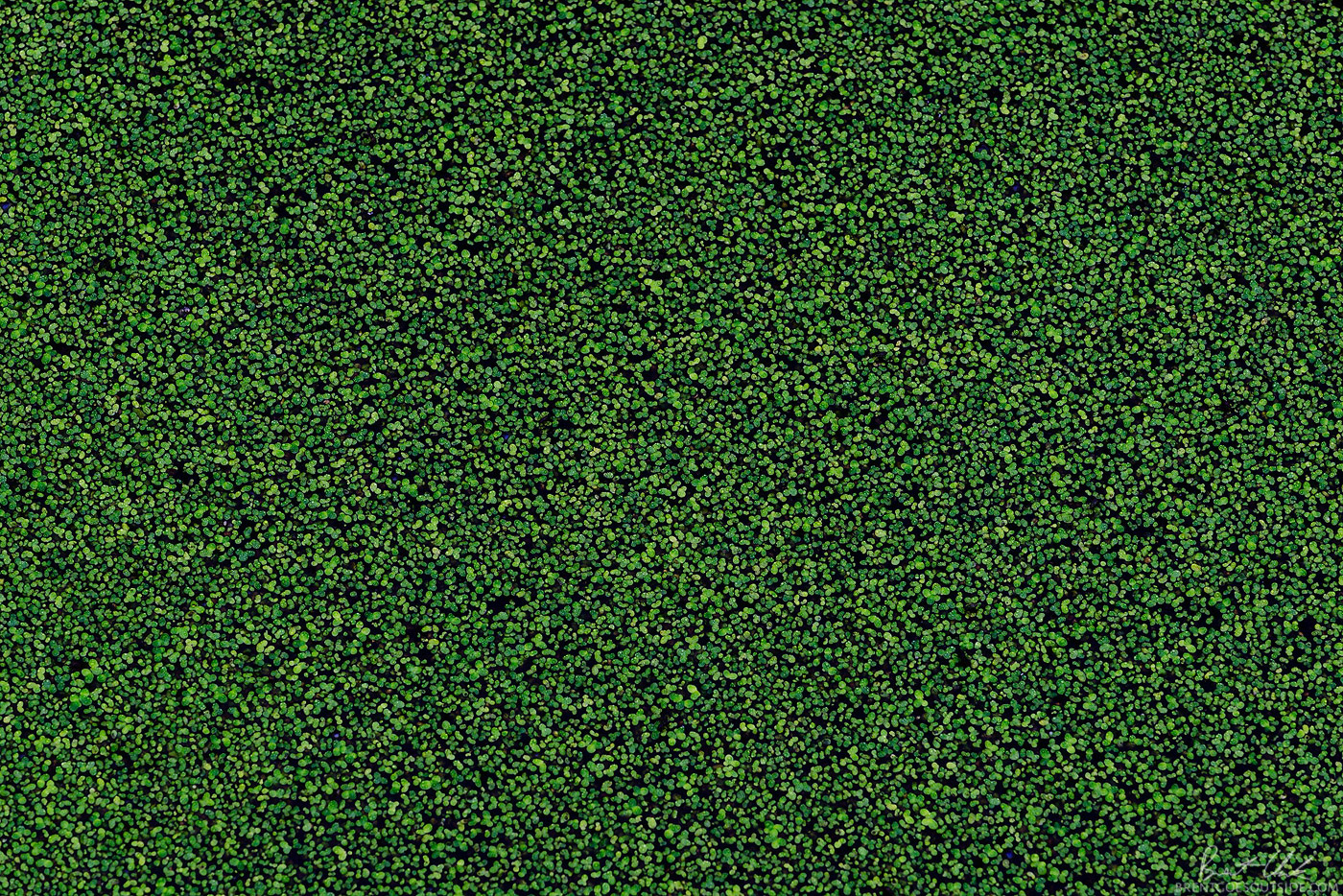 Dot Art