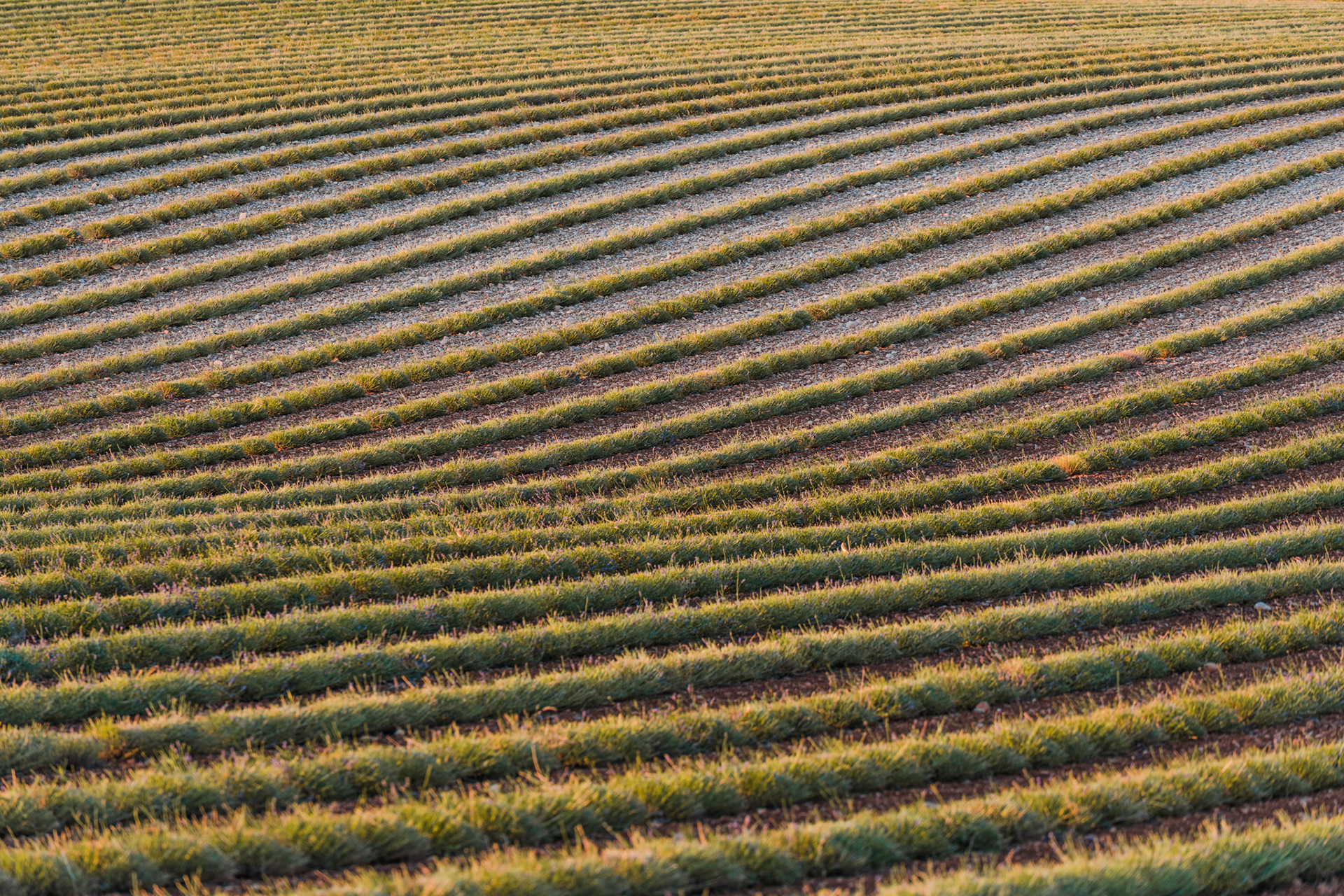 Lavande, Provence 2021