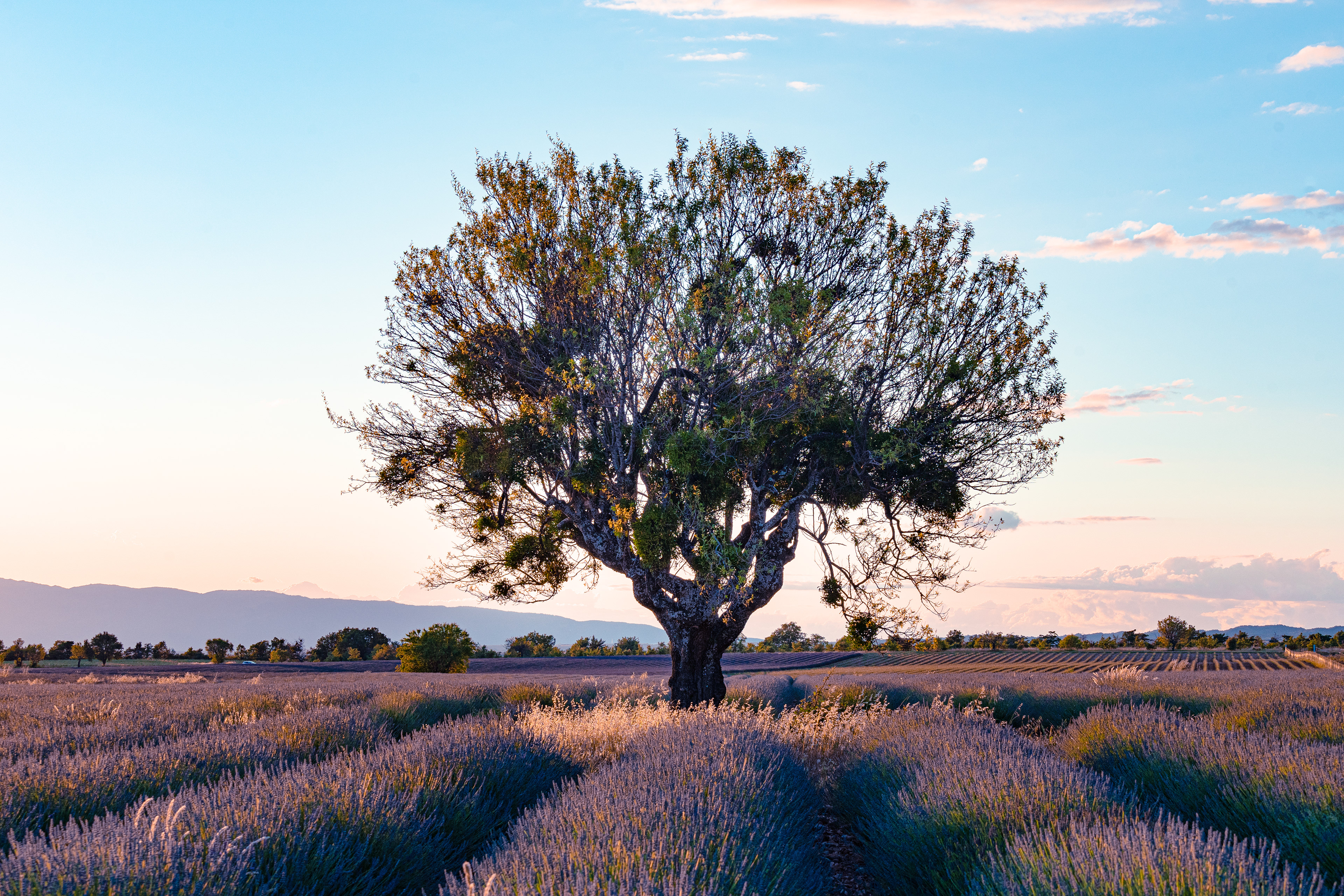 Provence, 2020