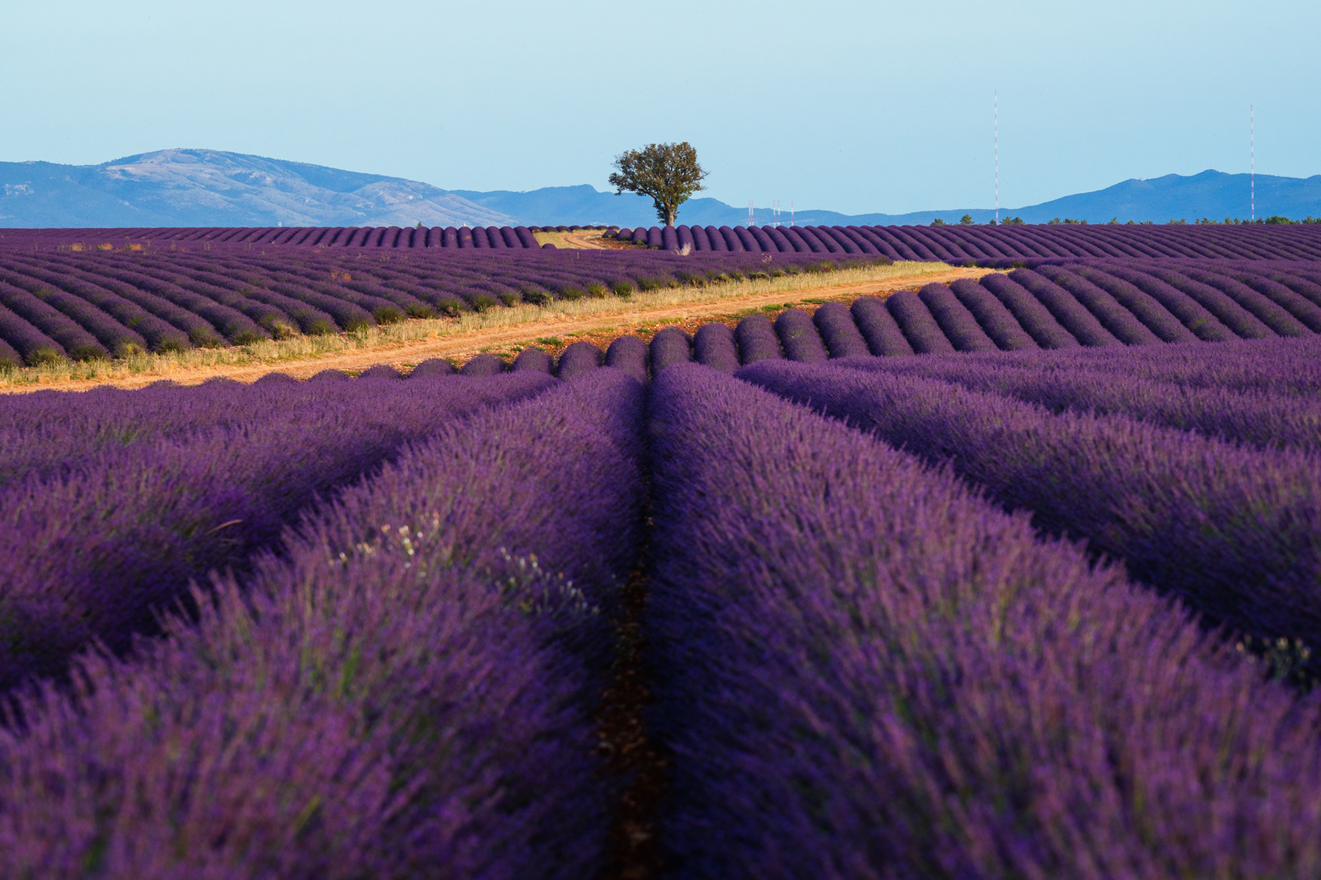 Lavande, Provence 2021