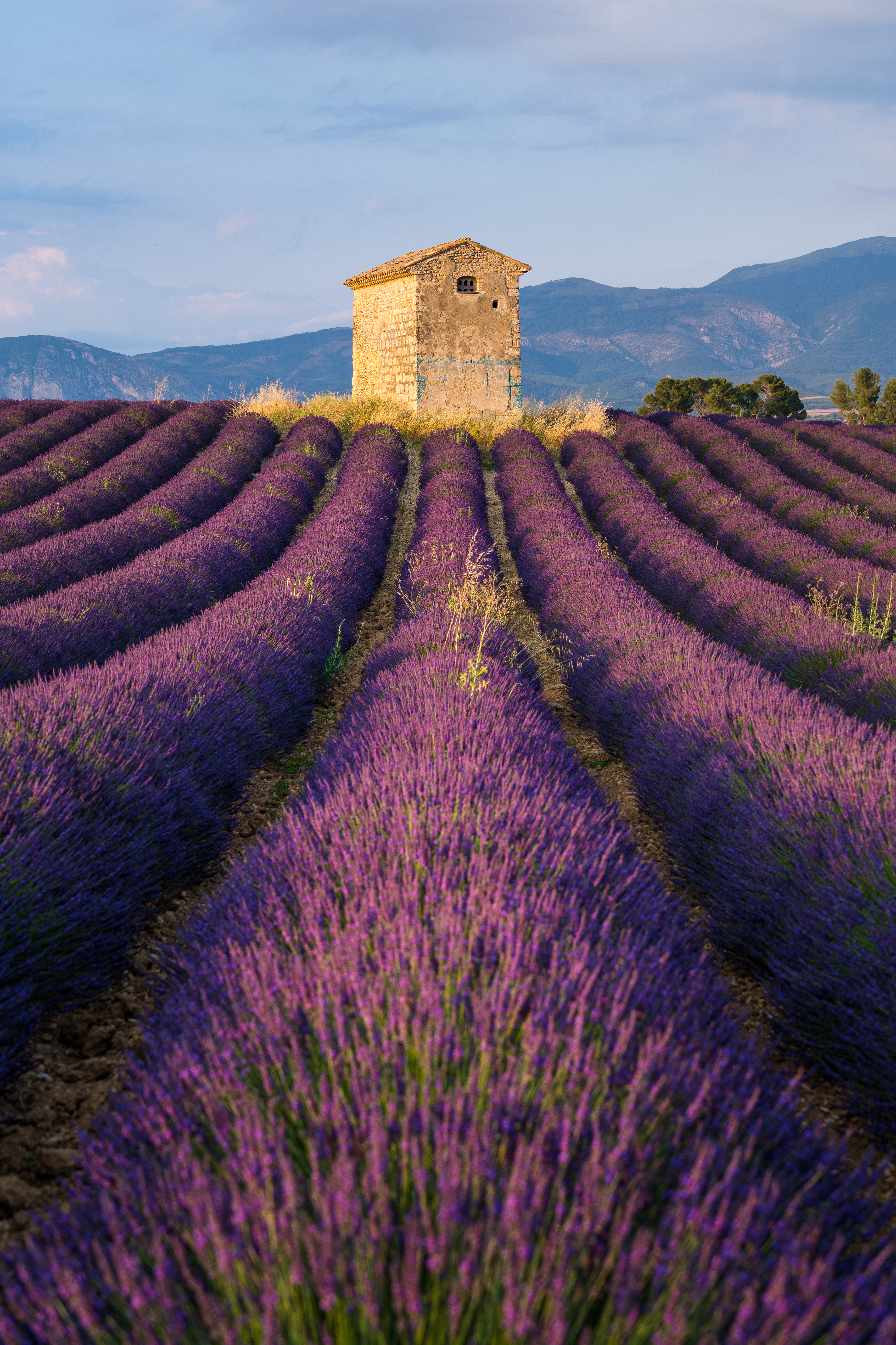 Lavandes, Provence 2021