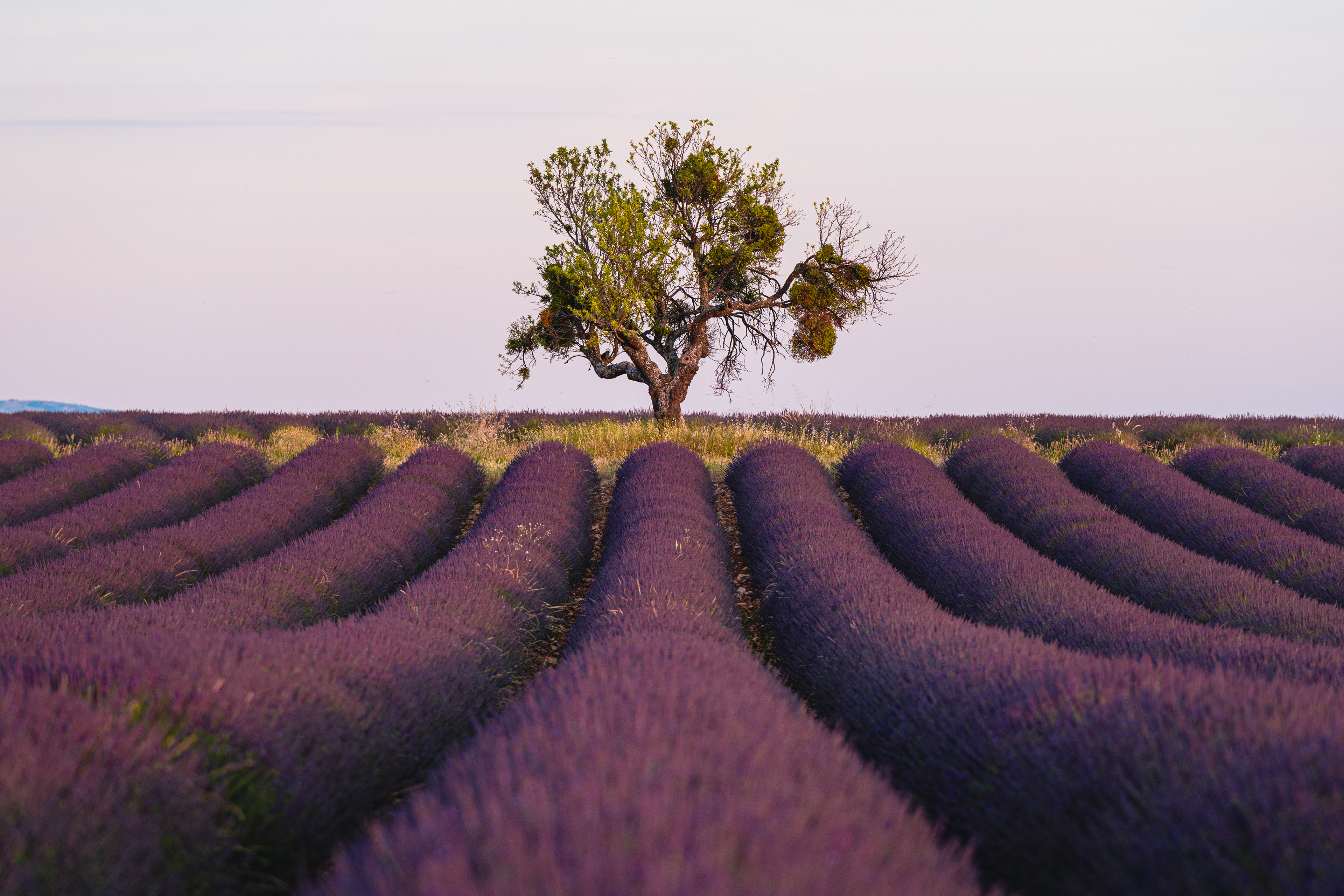 Lavandes, Provence 2021