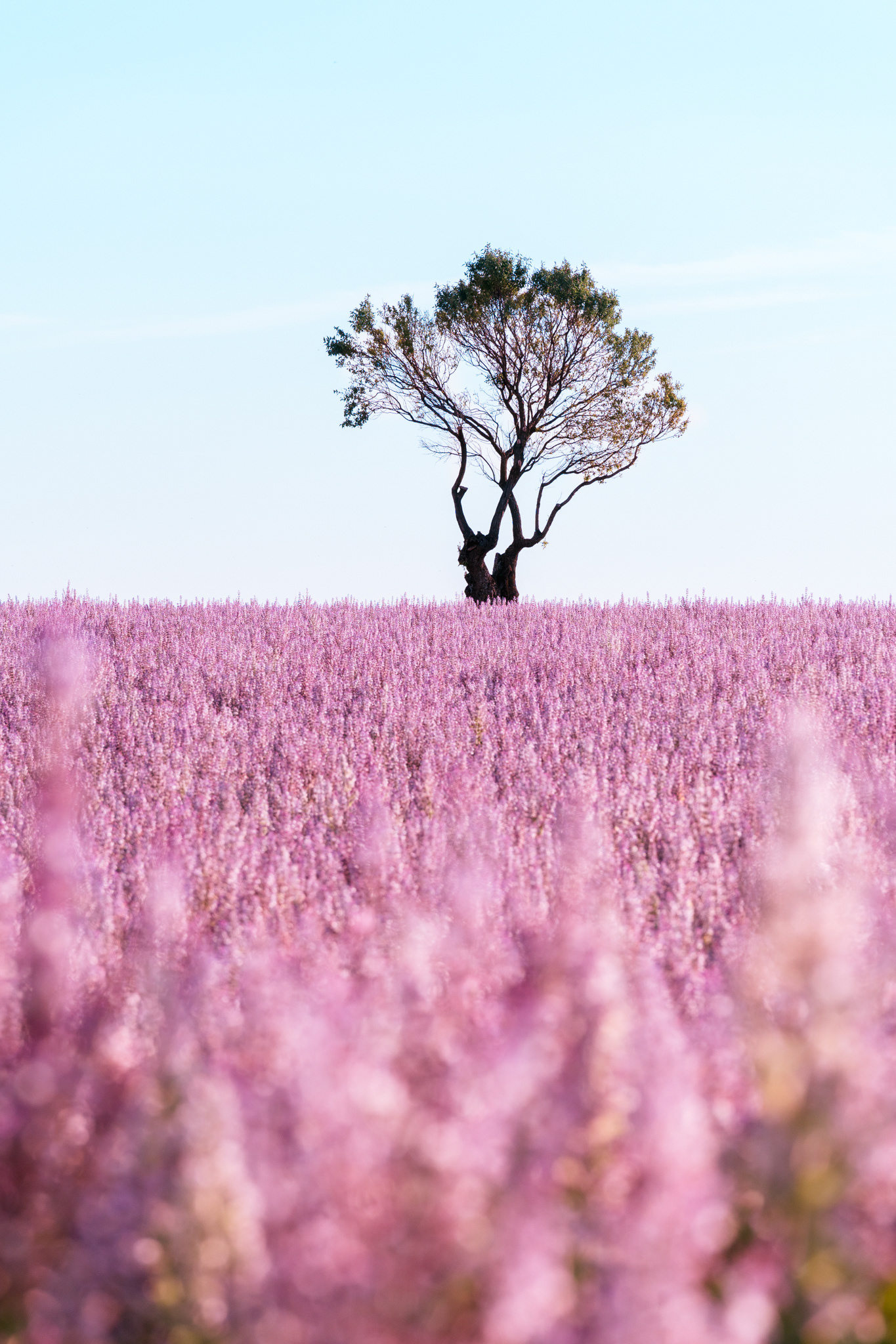 Sauge, Provence 2021