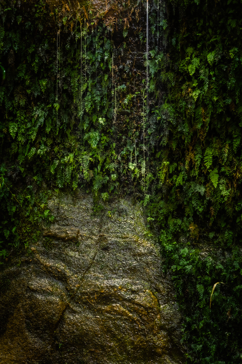 Plantas da Pedra