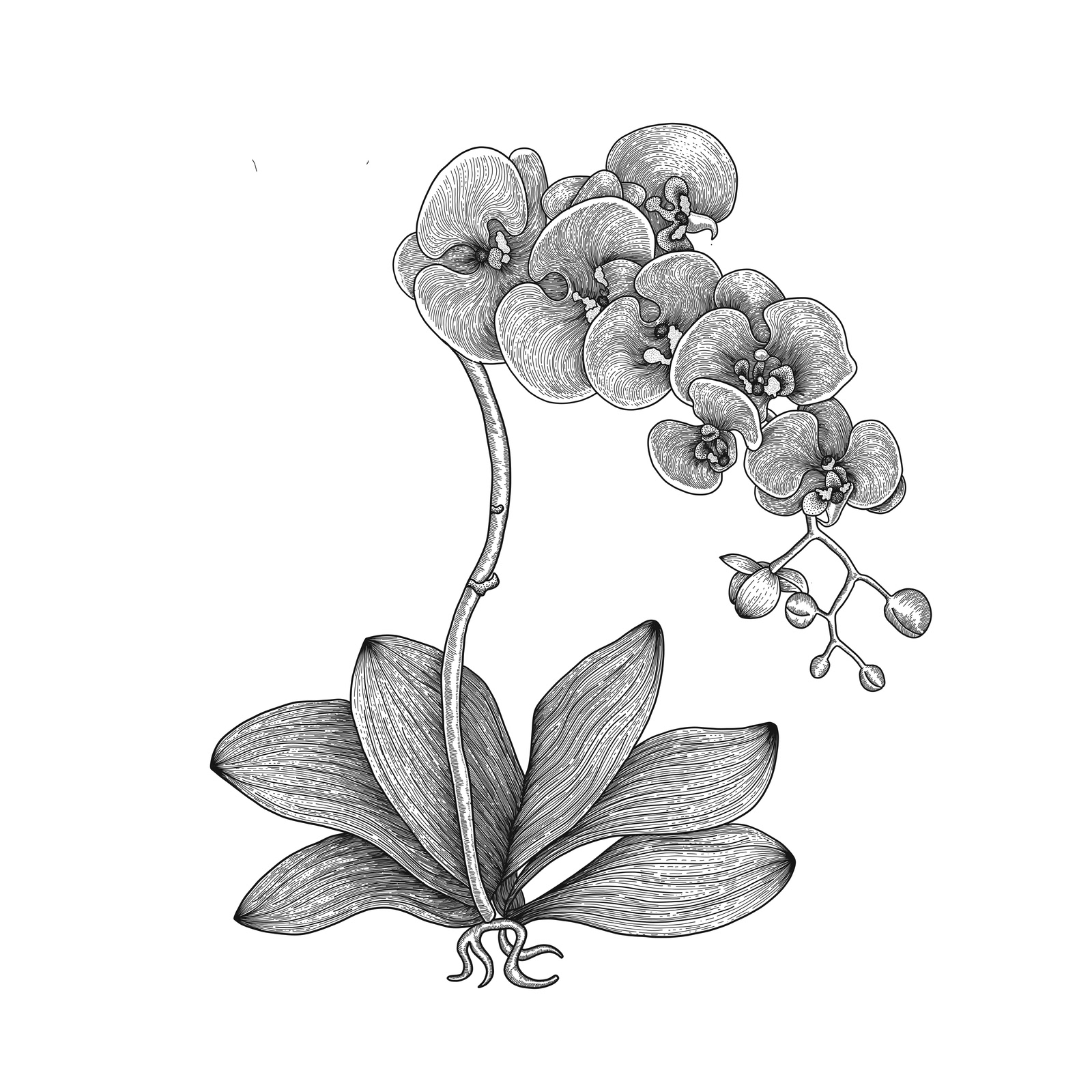 Orchid