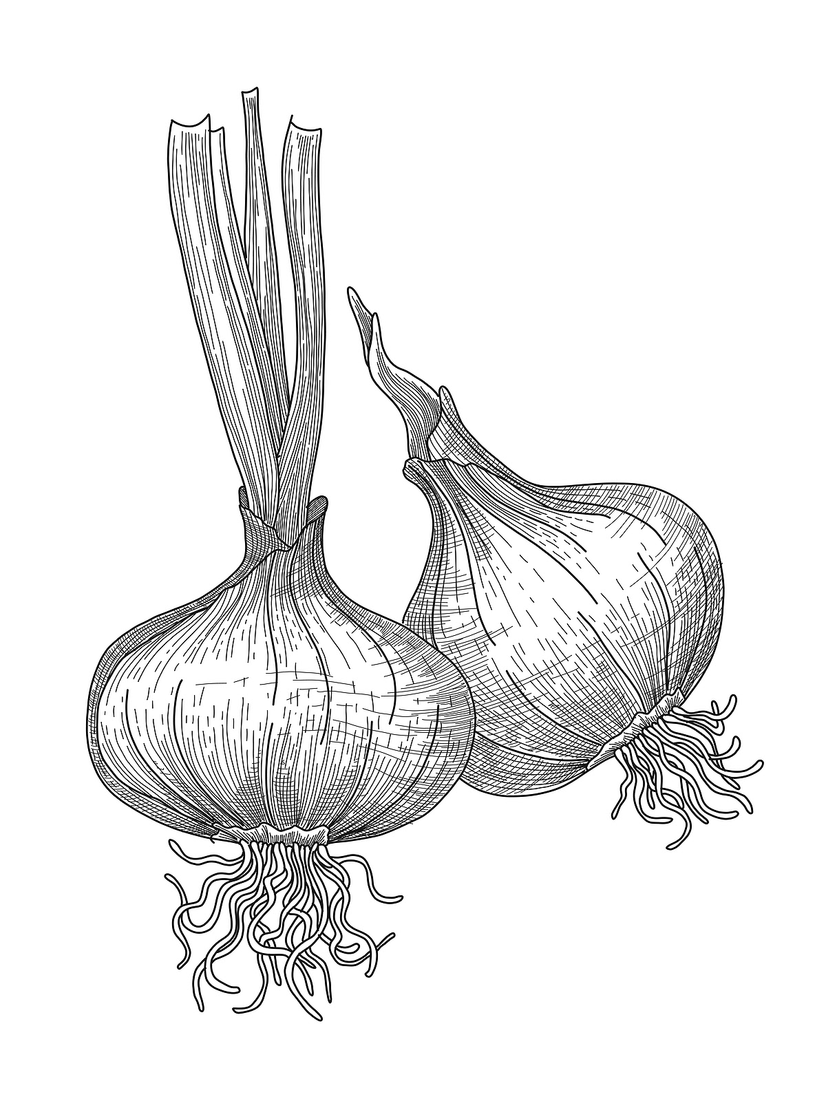 Onions