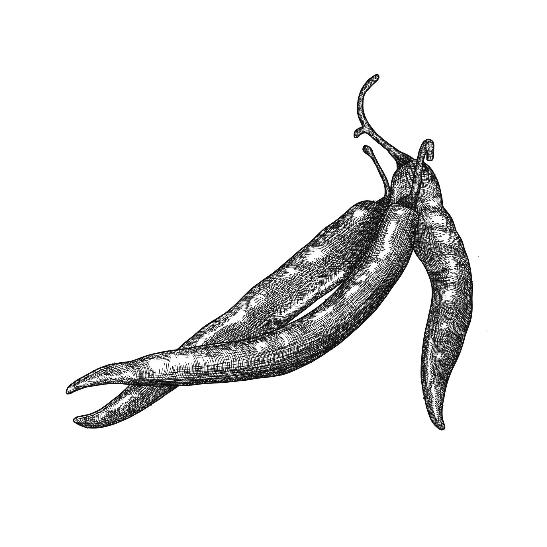 Chilli paper