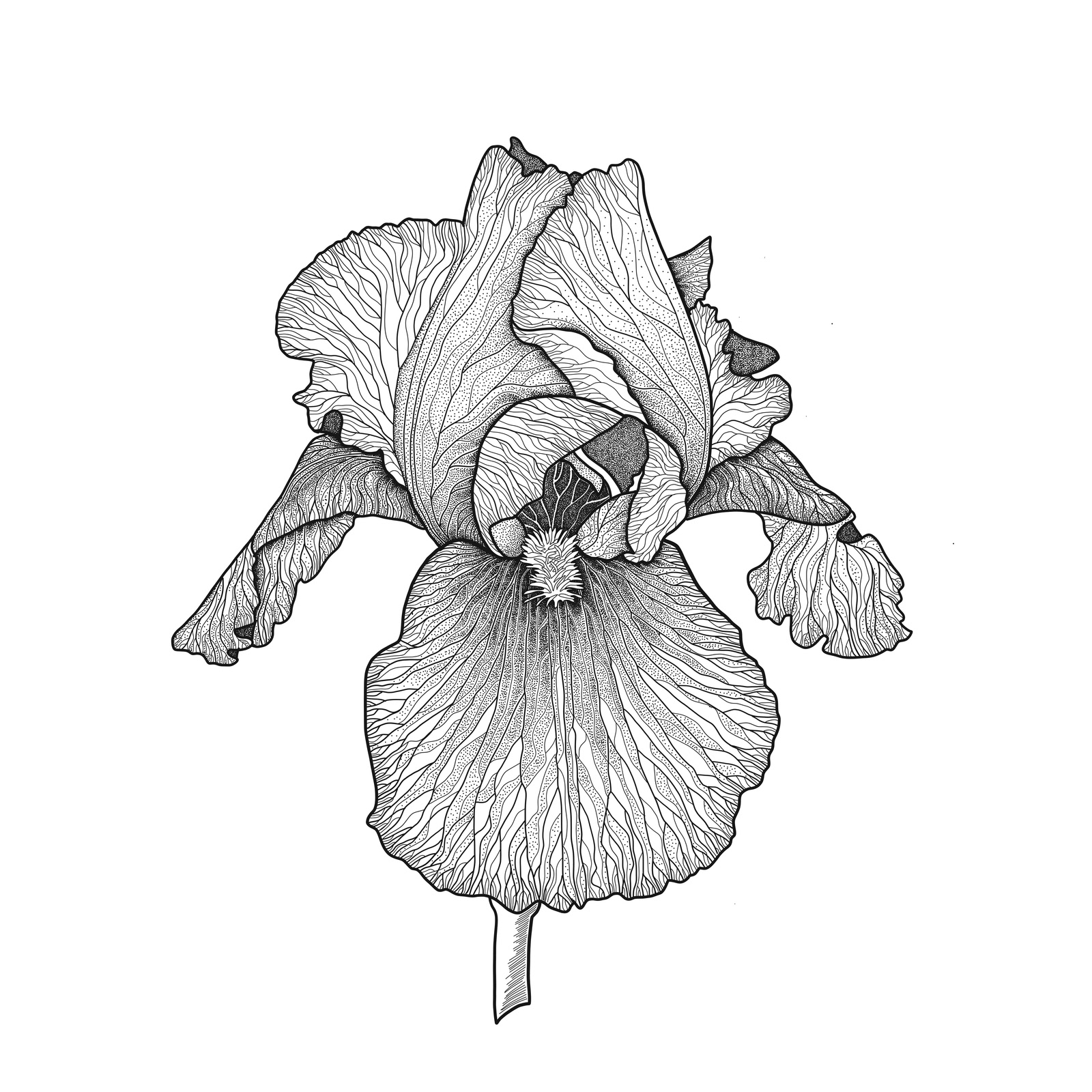 Iris