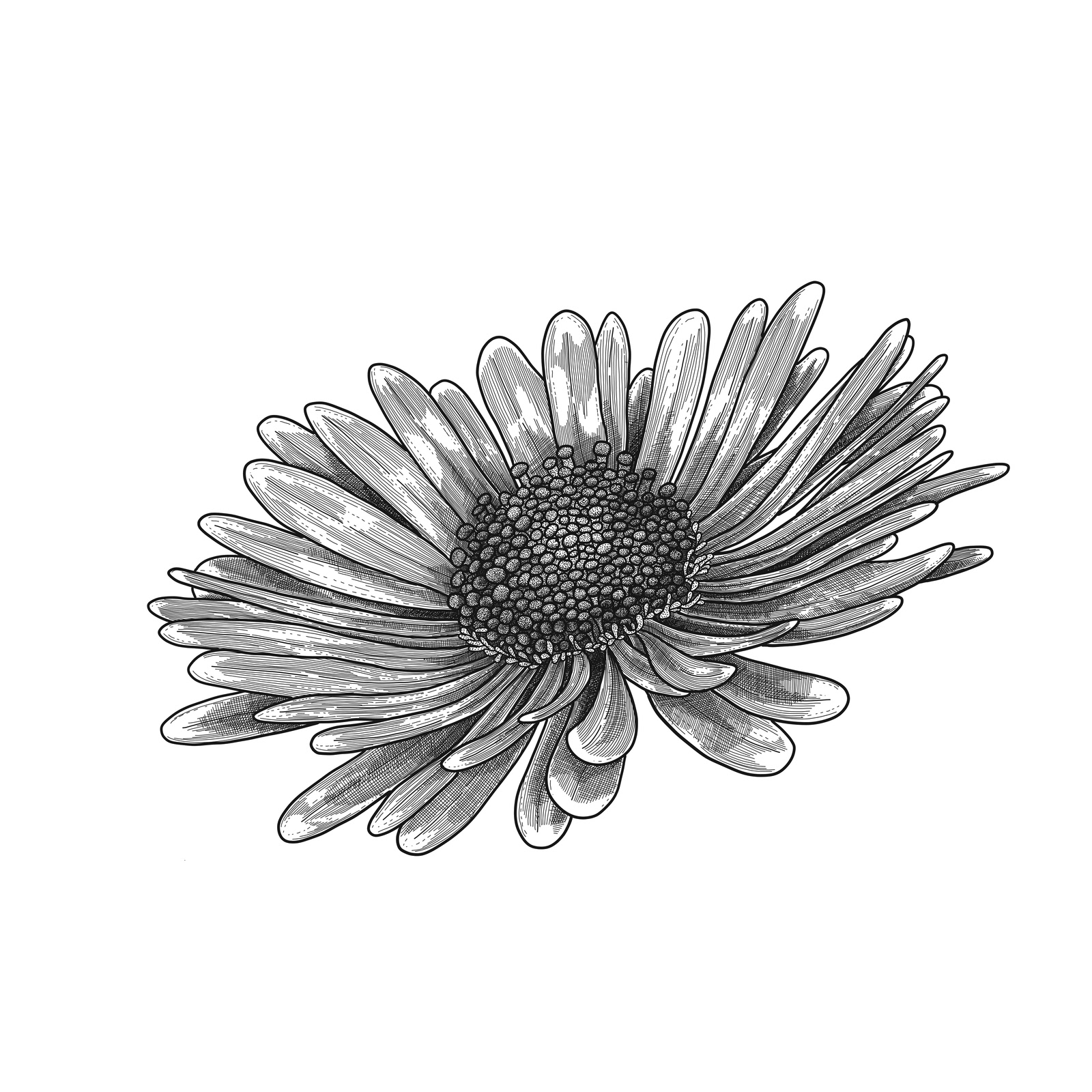 Daisy