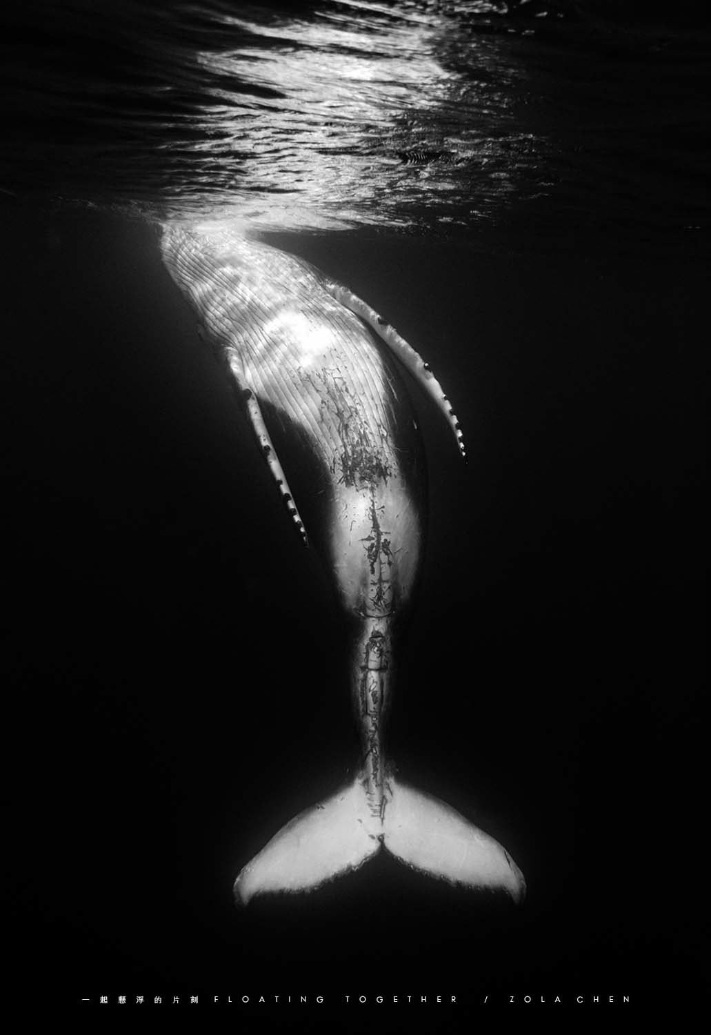 No.11 懸浮的小鯨 Floating Whale 1