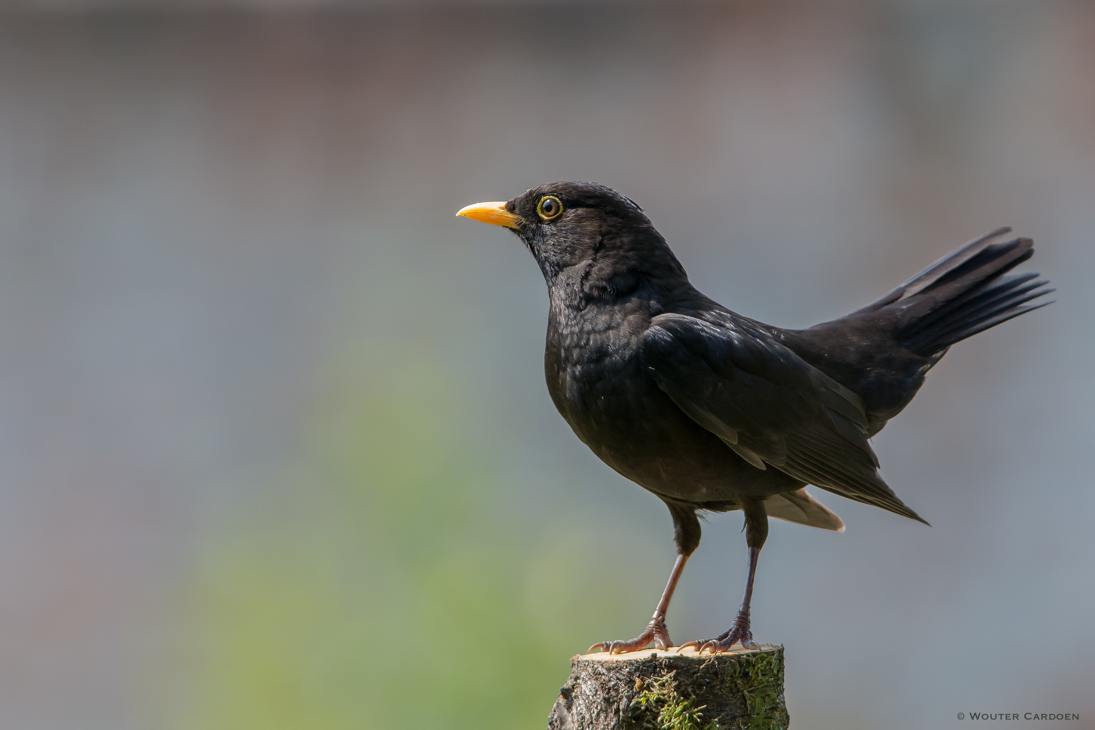 Wouter Cardoen Nature Photography - Common blackbird - Merel - Turdus ...