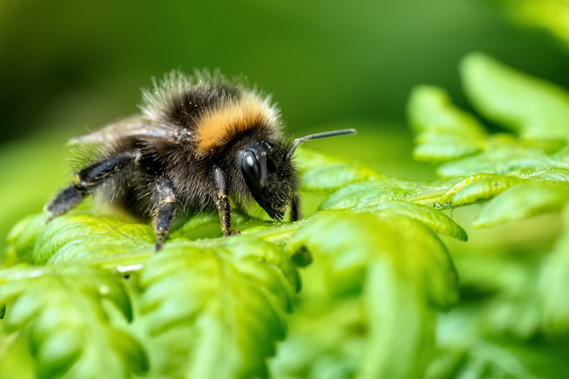 Bee