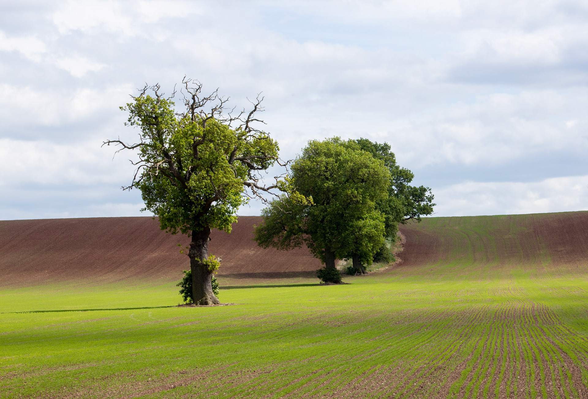 Old Oaks