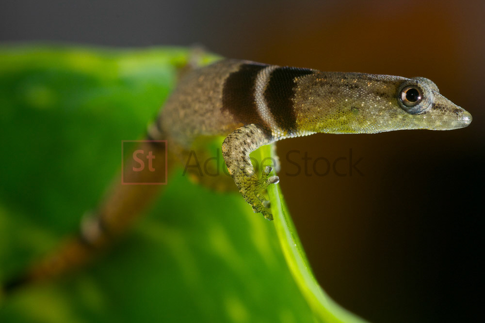 ADOBE FILE #