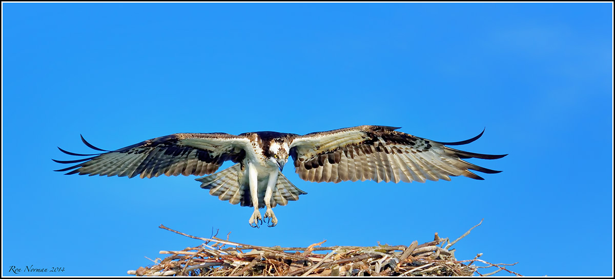 osprey sound