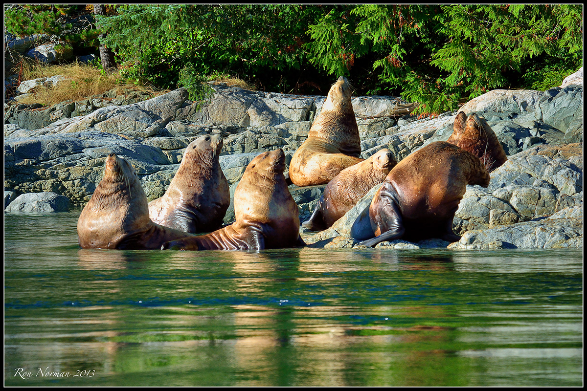 Ronald Norman Photography - MARINE MAMMALS - PUGET SOUND - BRITISH COLUMBIA