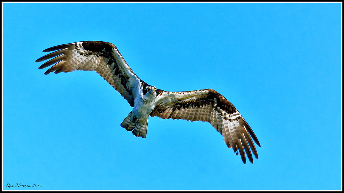 osprey sound