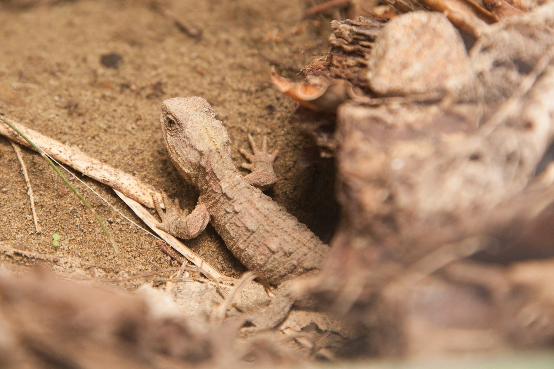 Tuatara.