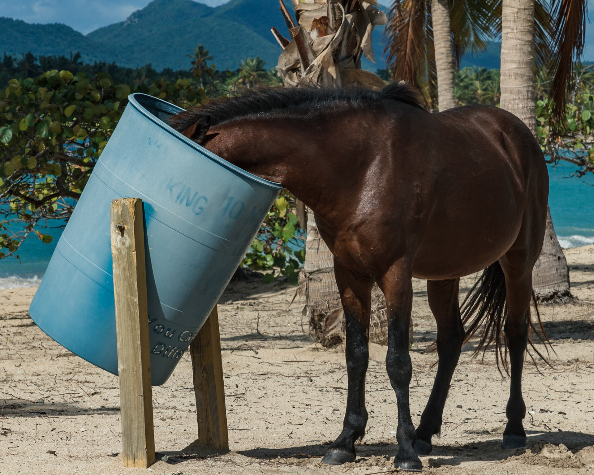 Caballo curioso