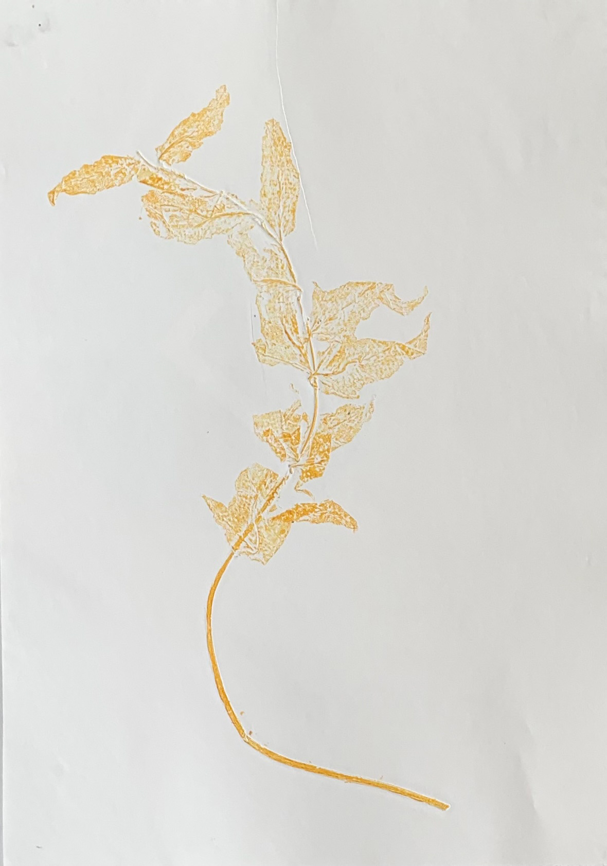 Collagraph on paper, 38 x 53 cm