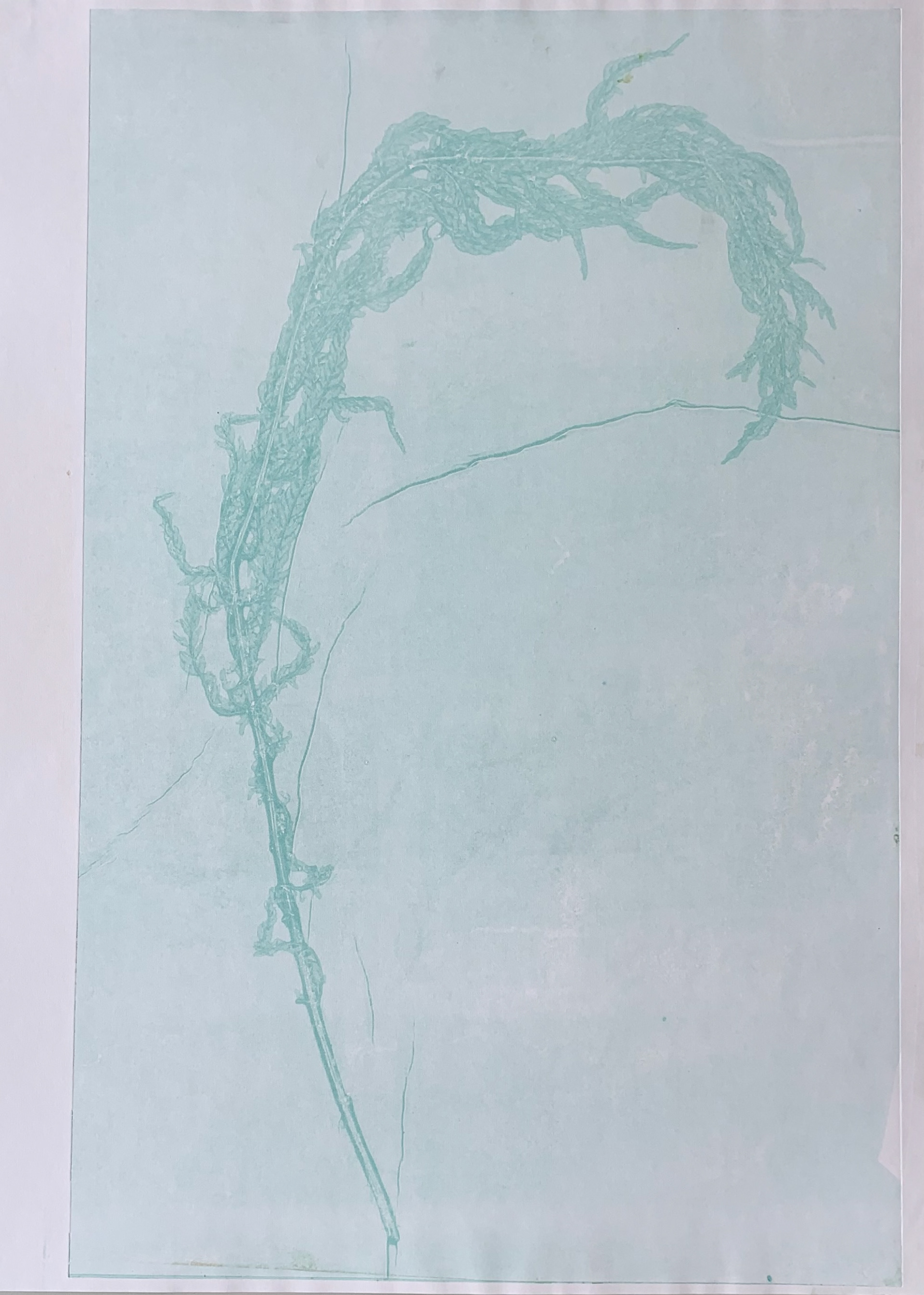 Collagraph, 75 x 56 cm