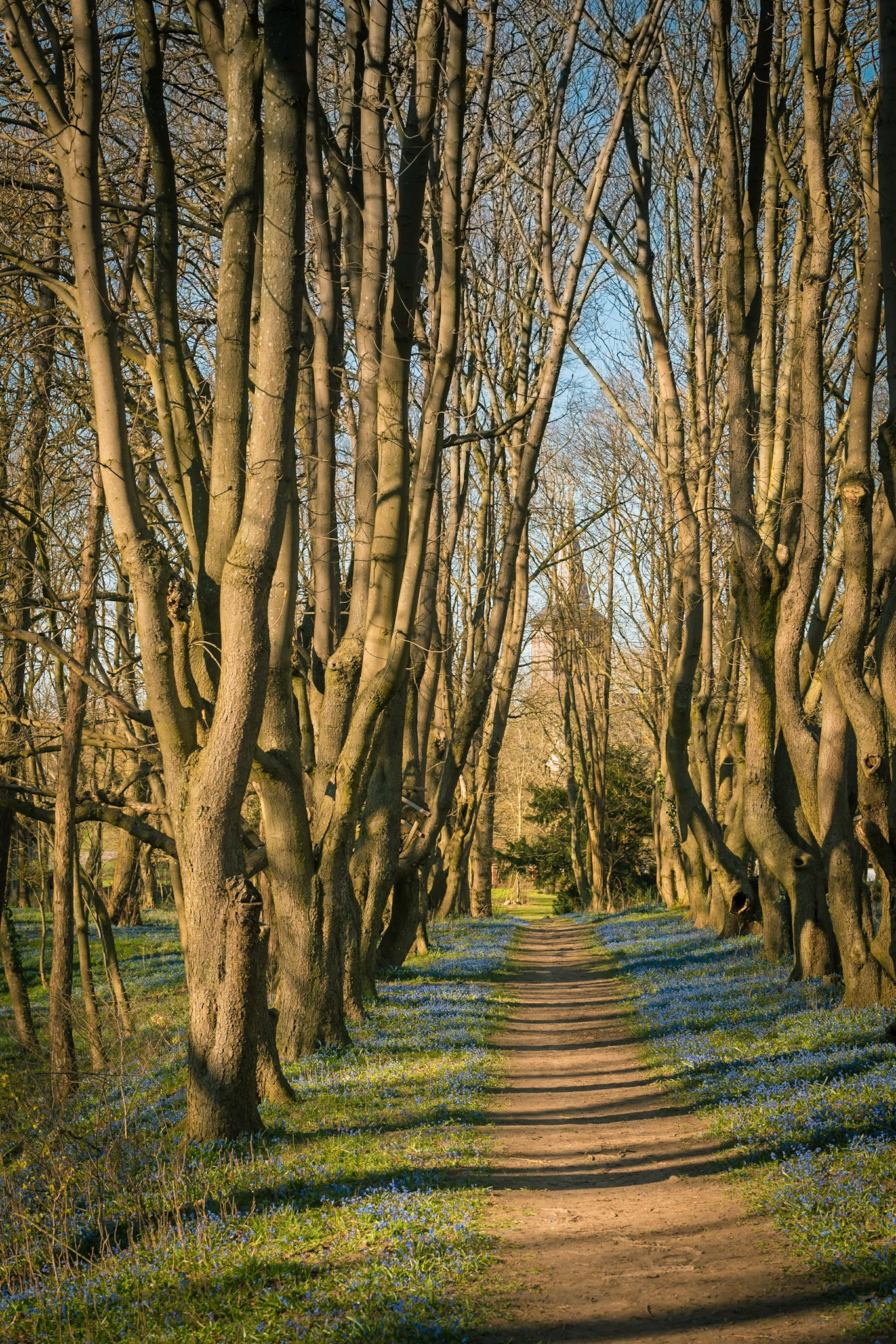 Blausternchenblüte bei Schenkenberg