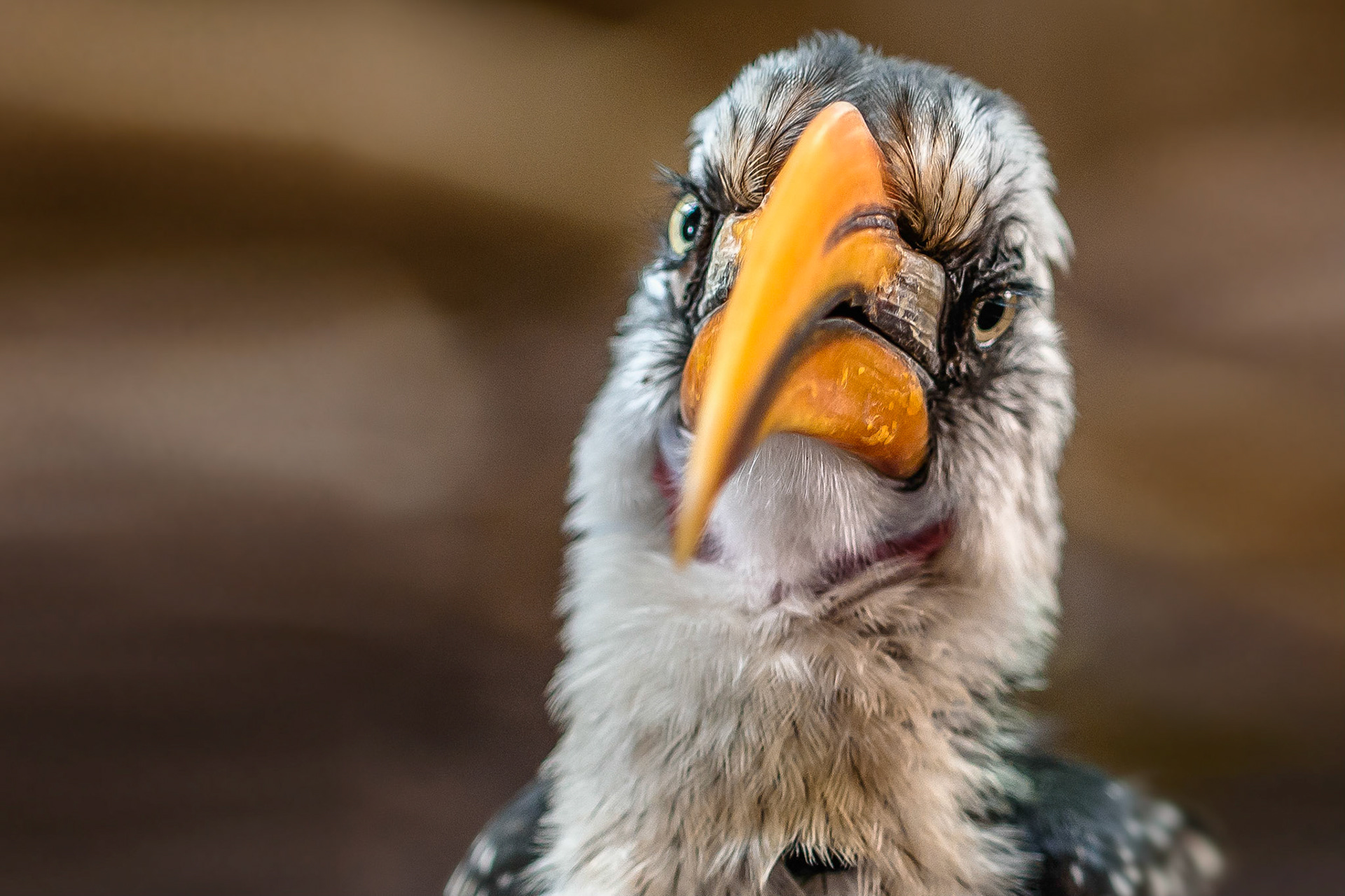 Skeptischer Vogel