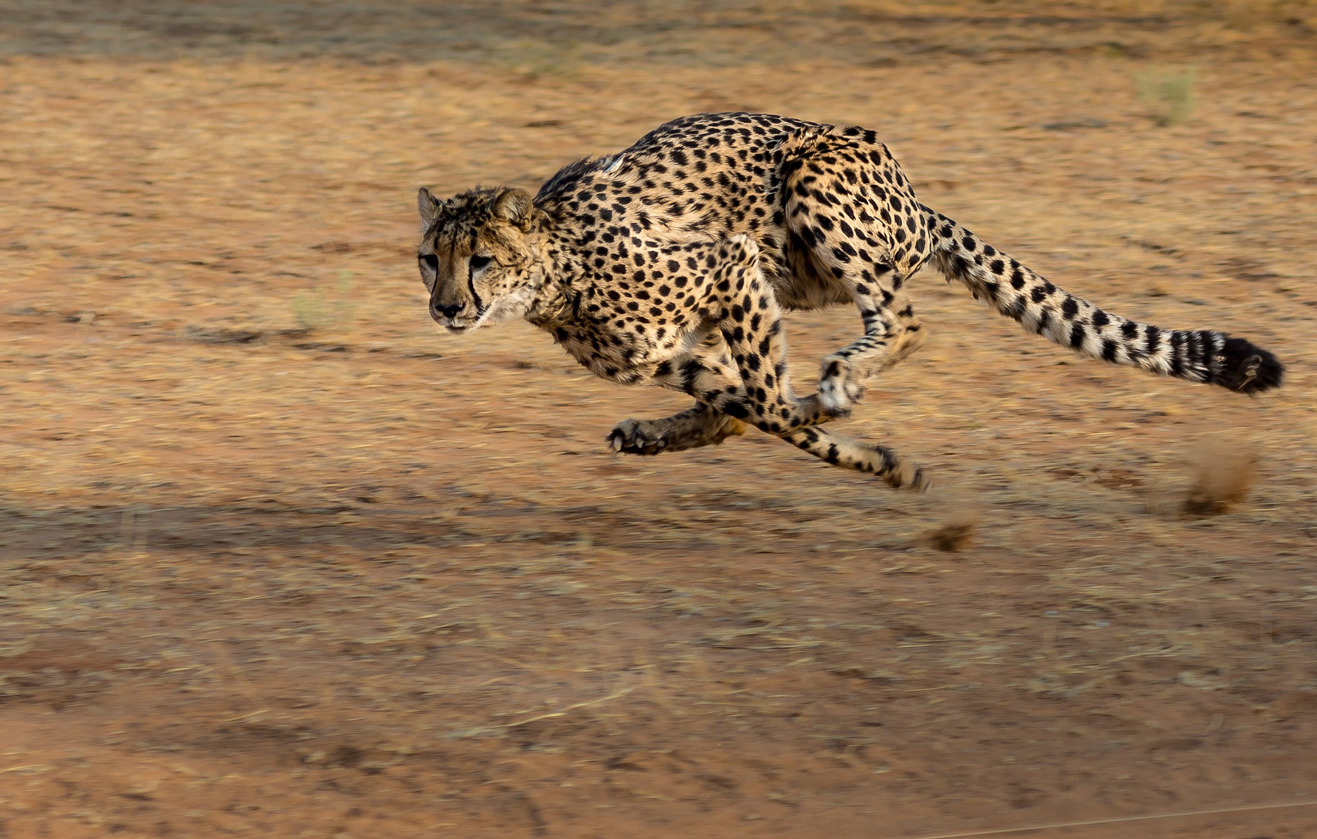 An African Cheetah