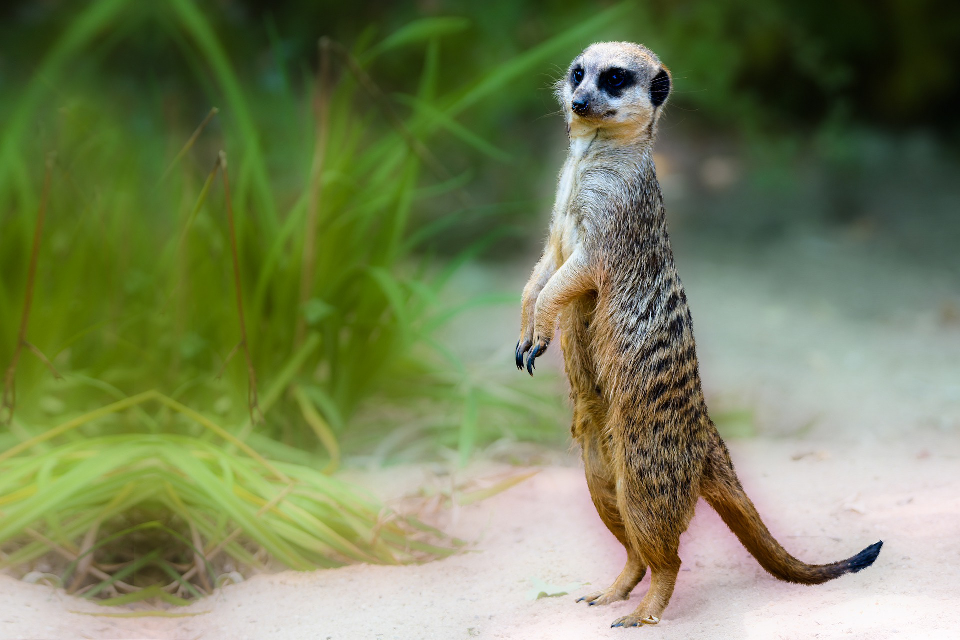 An African Meerkat