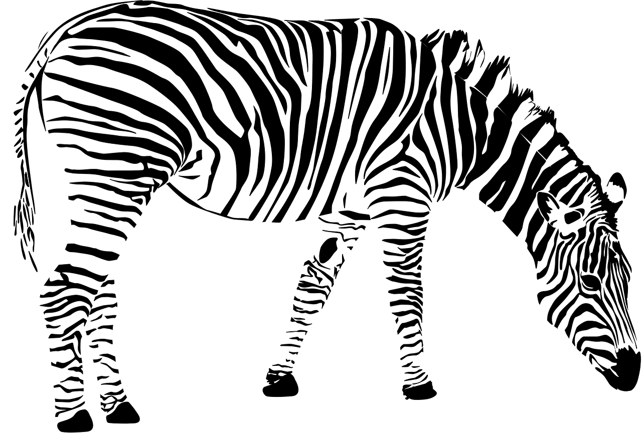 An African Zebra