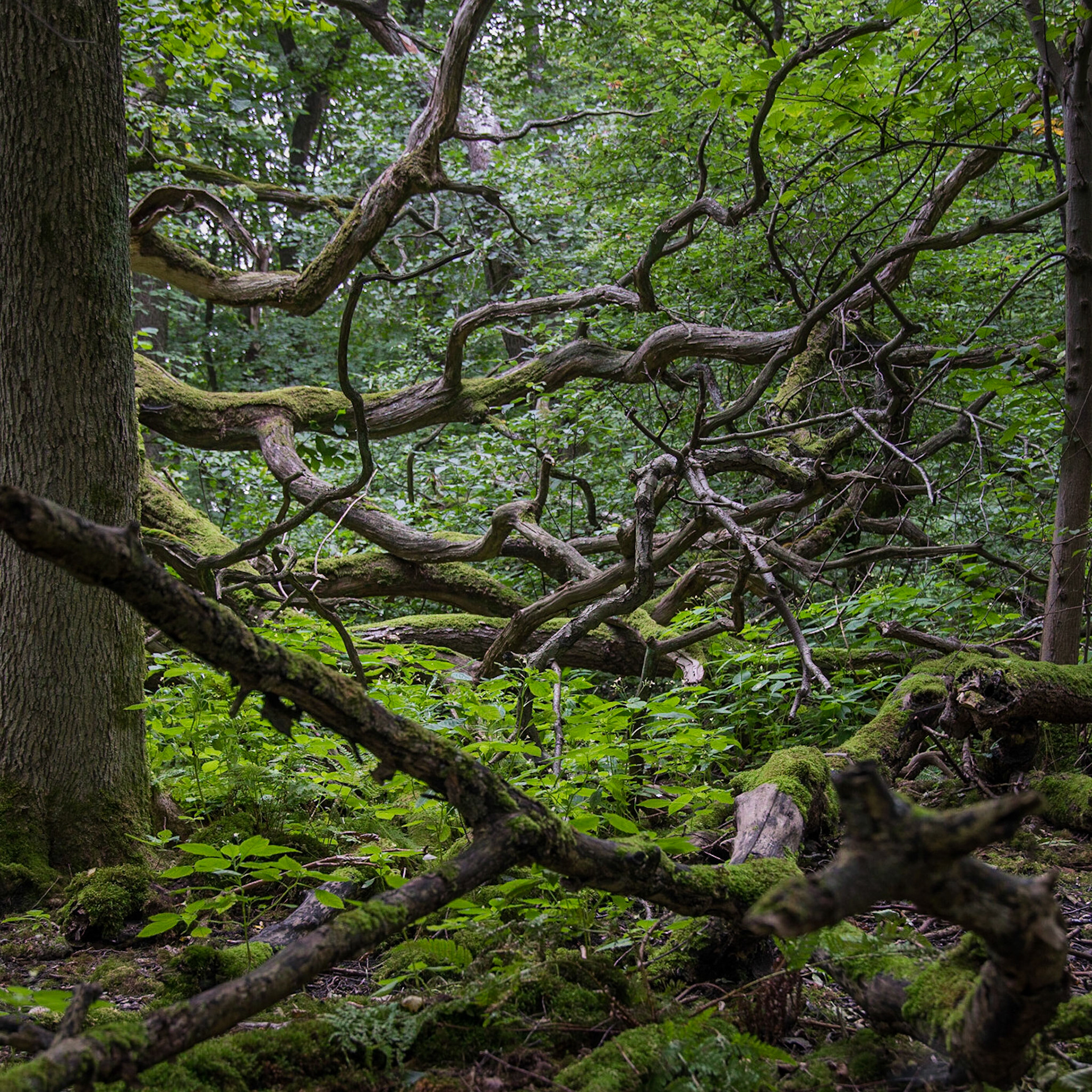 Rya skog. Ett märkligt fint naturreservat inklämt mellan industrier. #ryaskog #hisingen