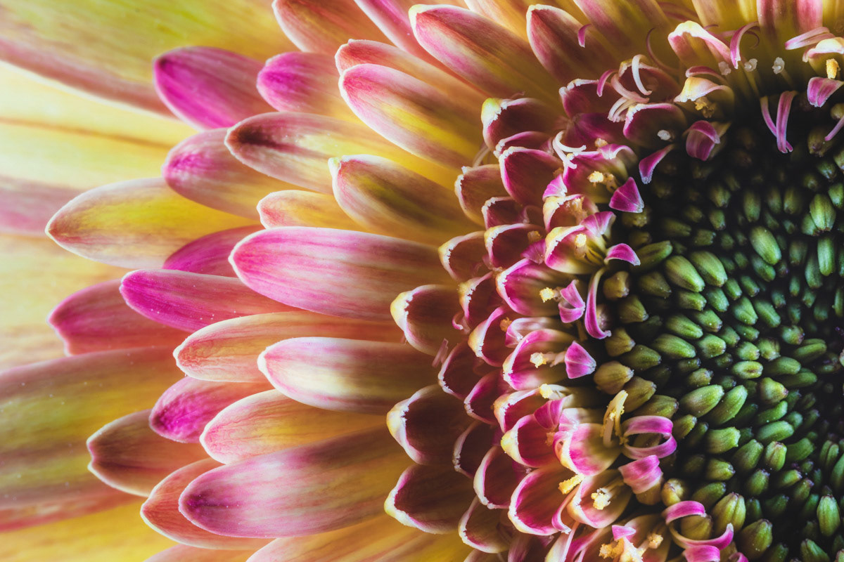 A Burst of Spring