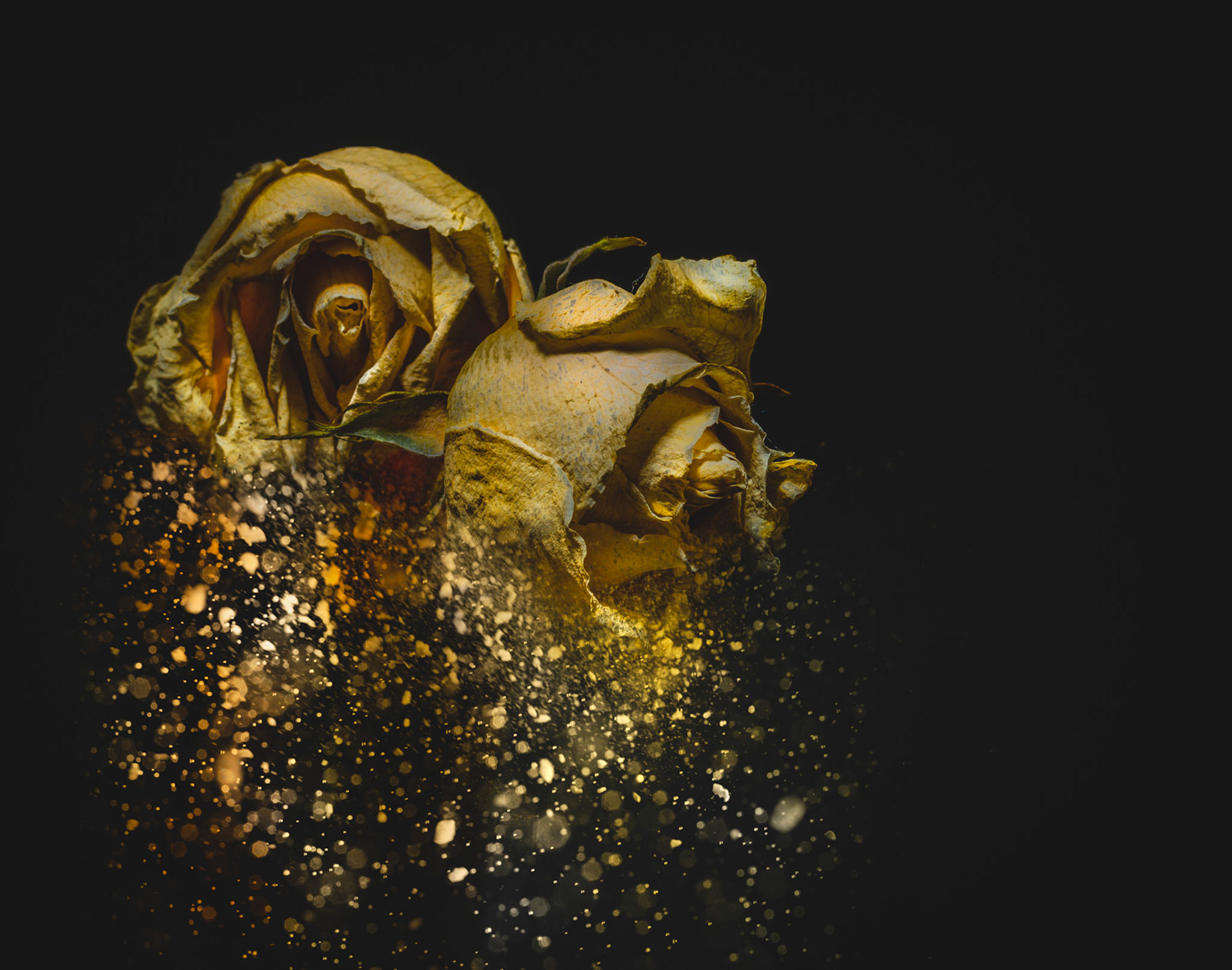 Rose Rain