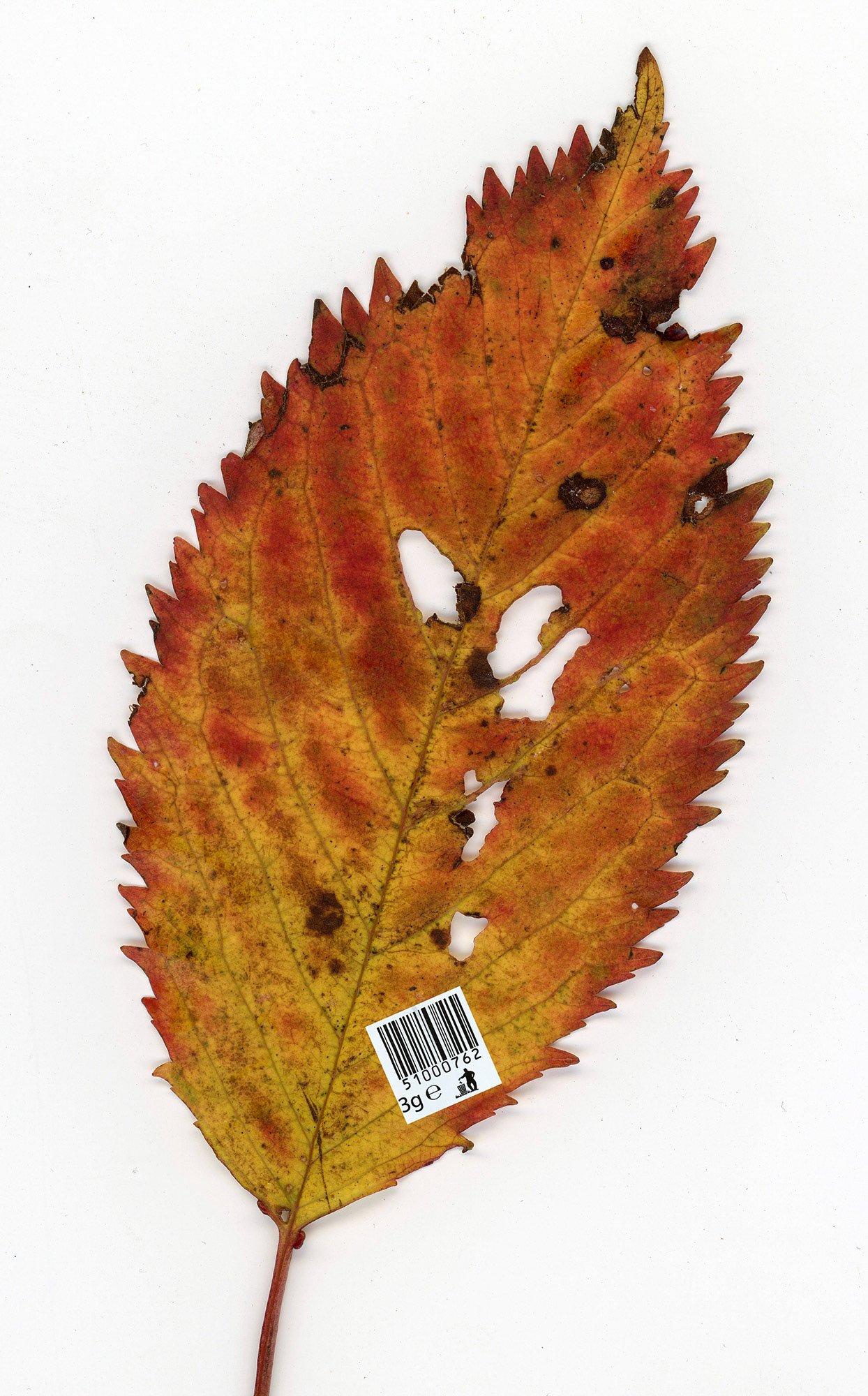 Scanned Leaf (AB)